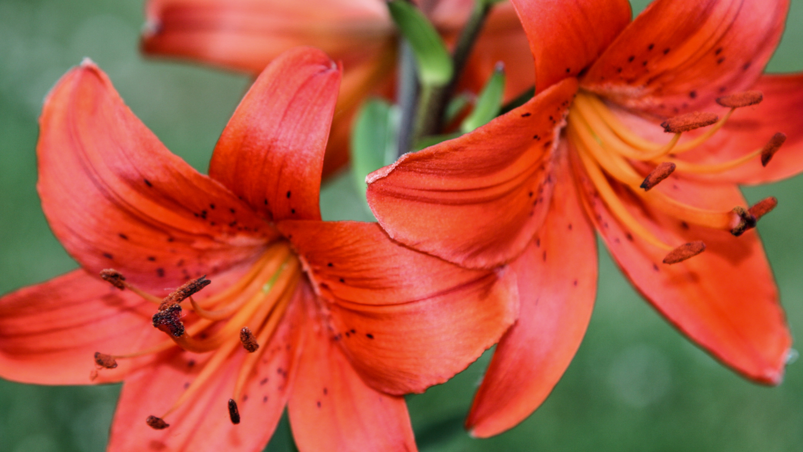 Oriental Lily