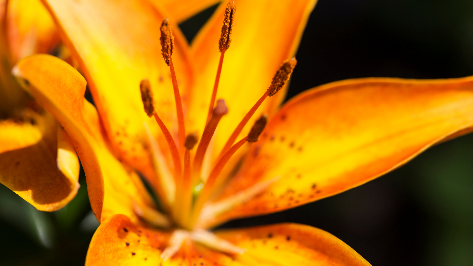 Asiatic Lily