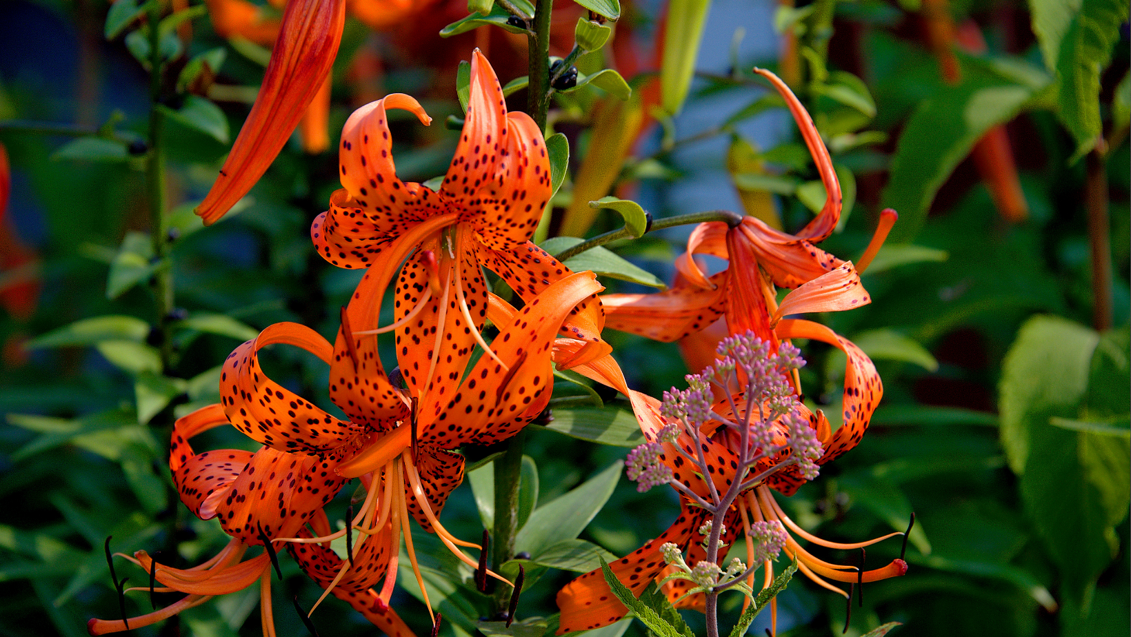 Tiger Lily