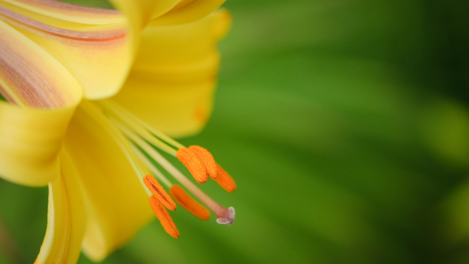 Trumpet Lily