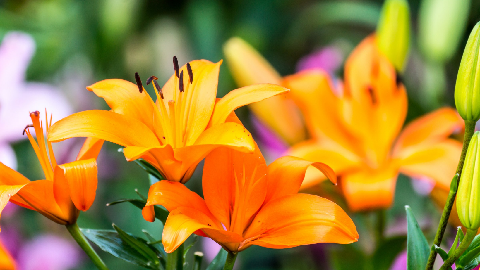 Fragrant Lilies