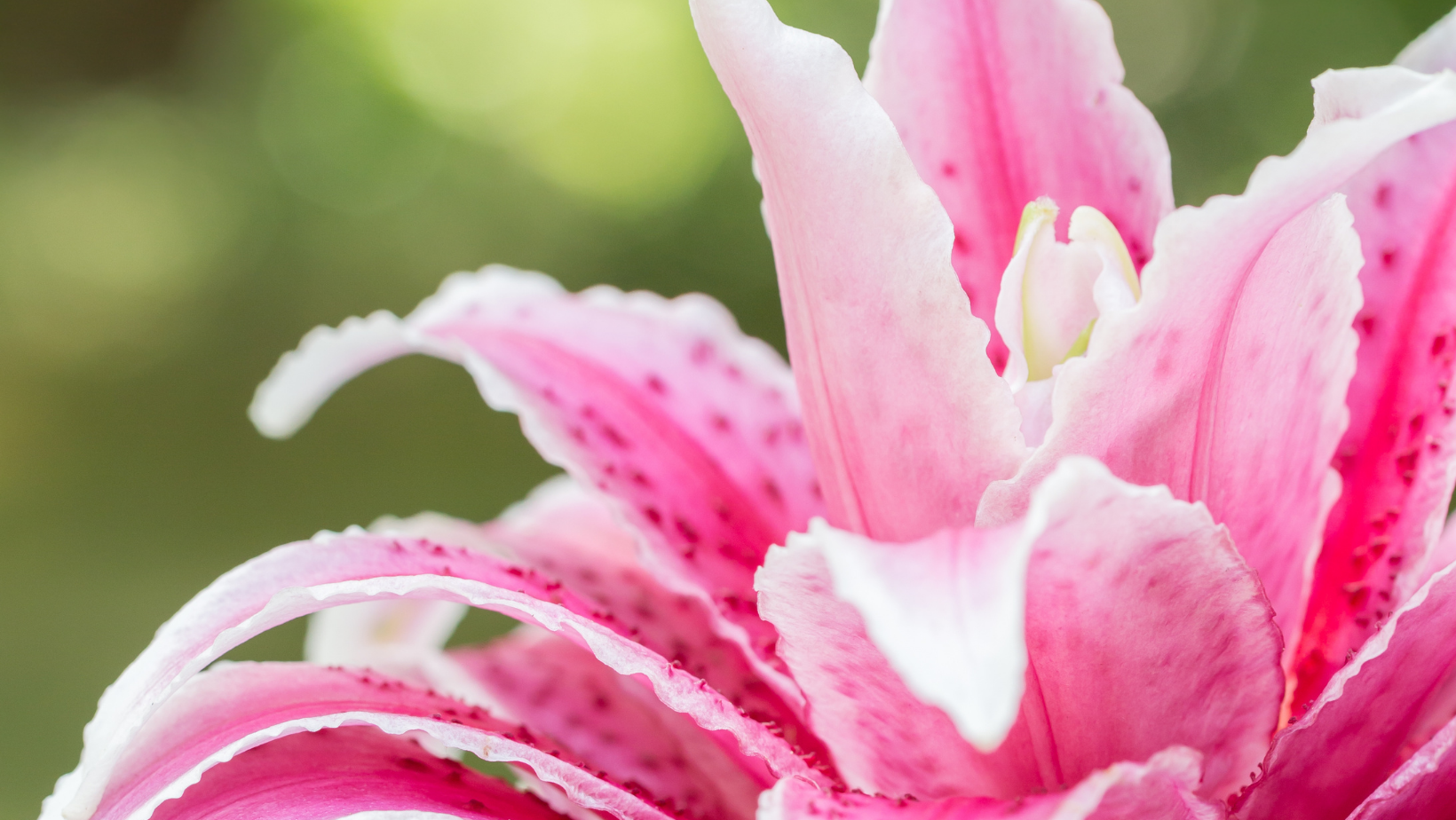 Pollen-Free Lilies