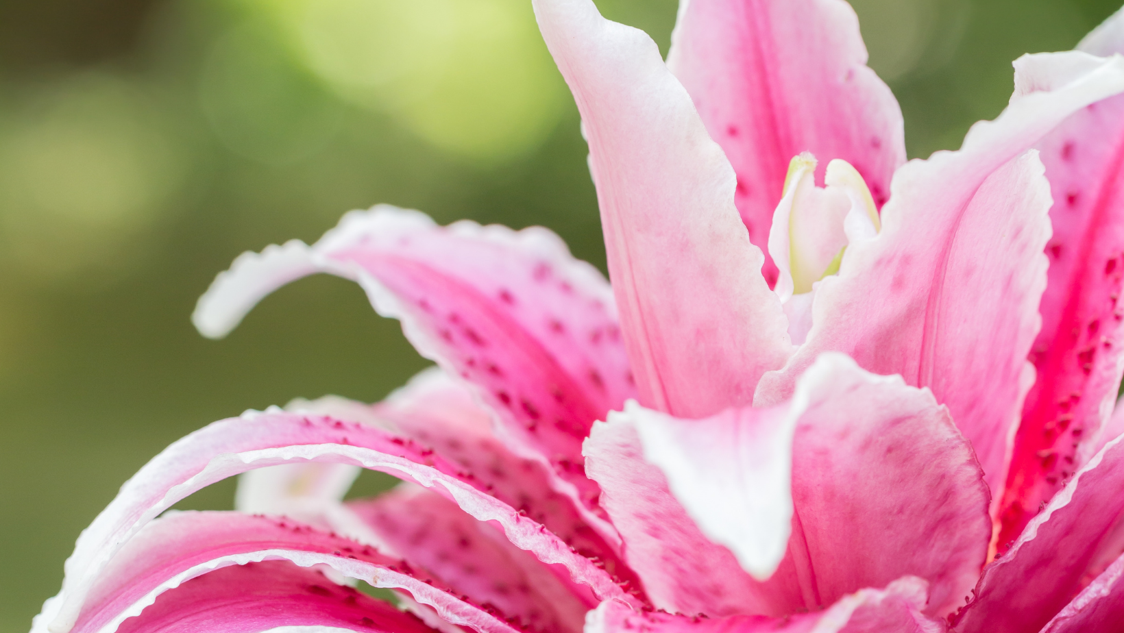 Pollen-Free Lilies – Wildwood Outdoor Living