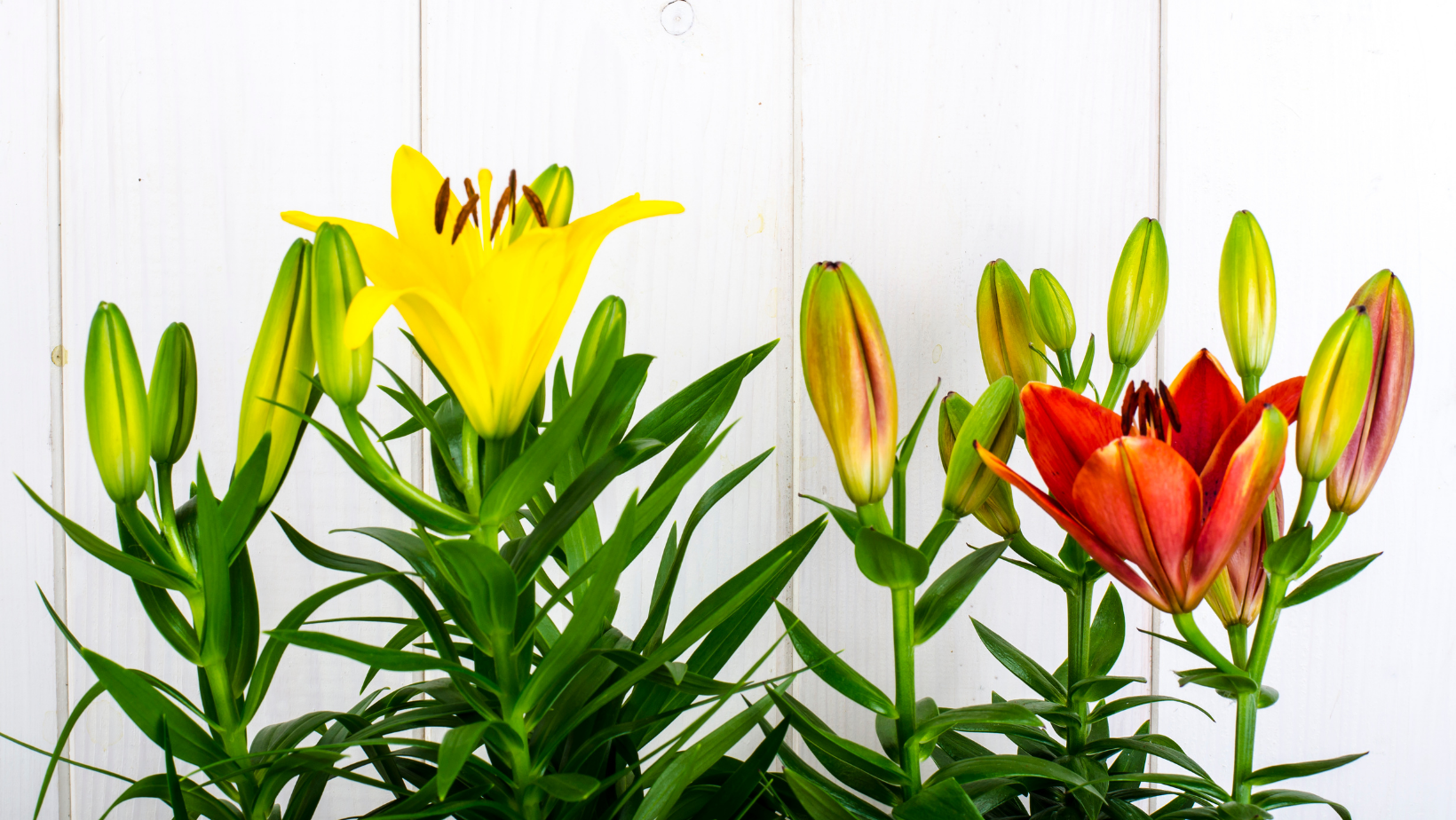 Container Lilies