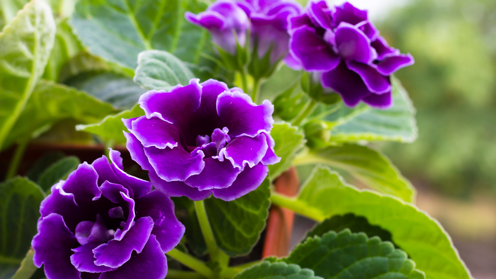 Gloxinia Bulbs