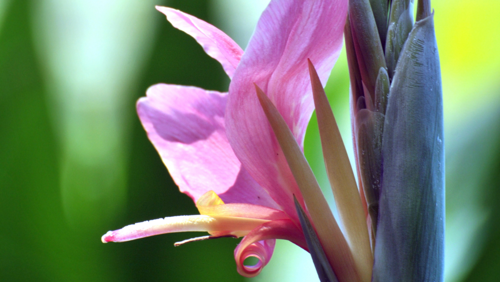 Other Spring Bulbs