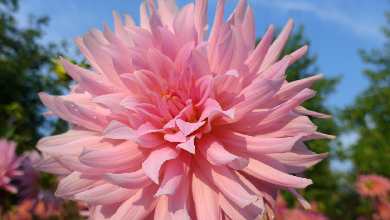 Dinnerplate Dahlias