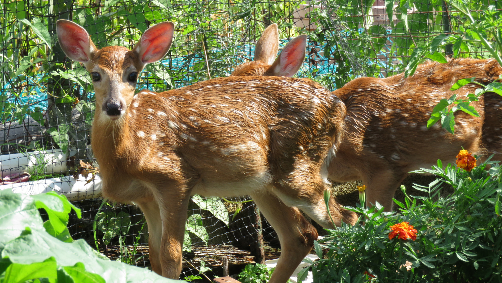 Deer Resistant Spring Bulbs