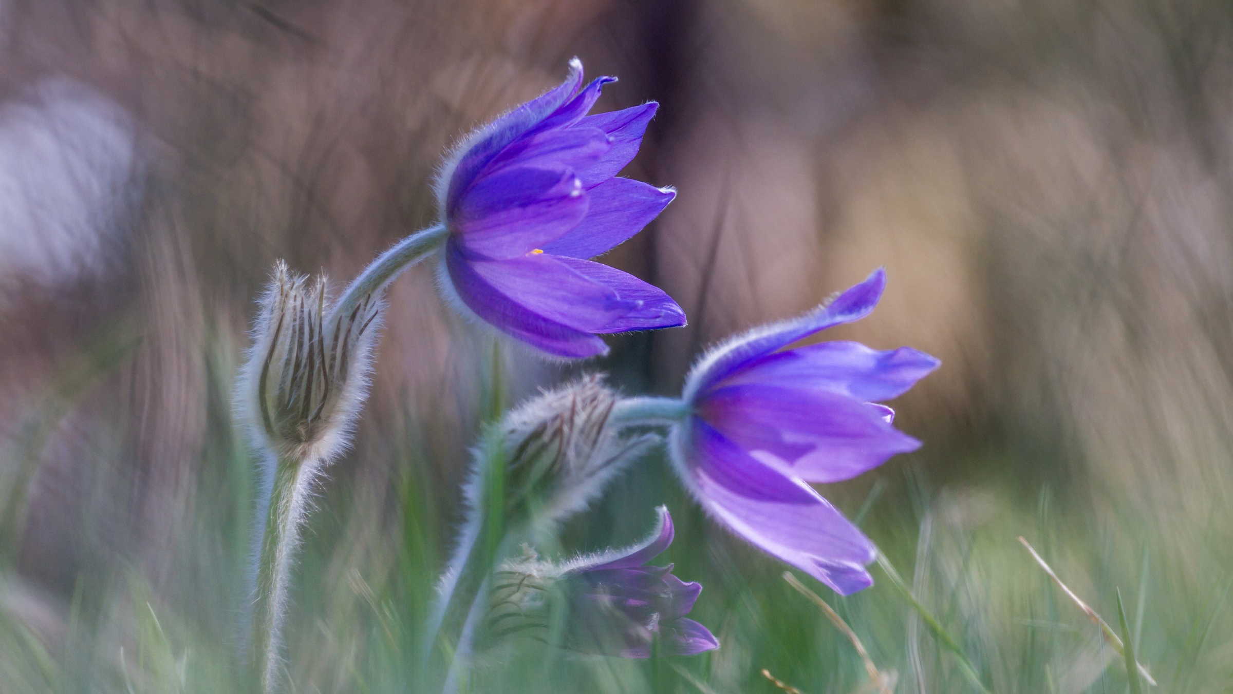 Salt Spring Seeds