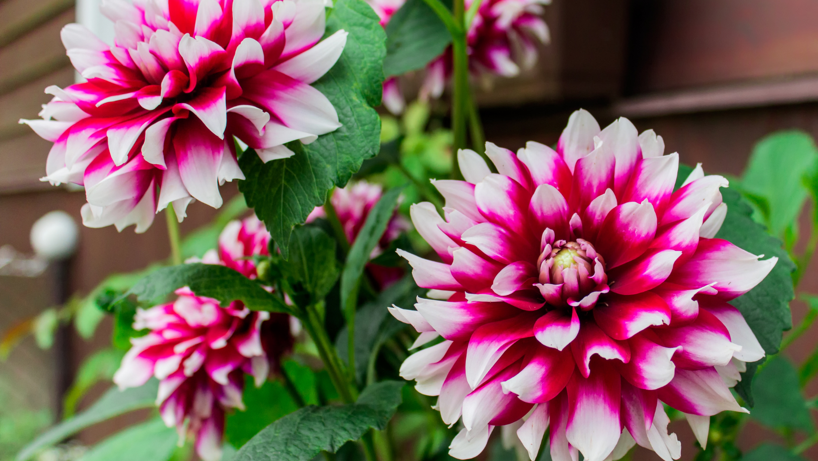 Decorative Dahlias