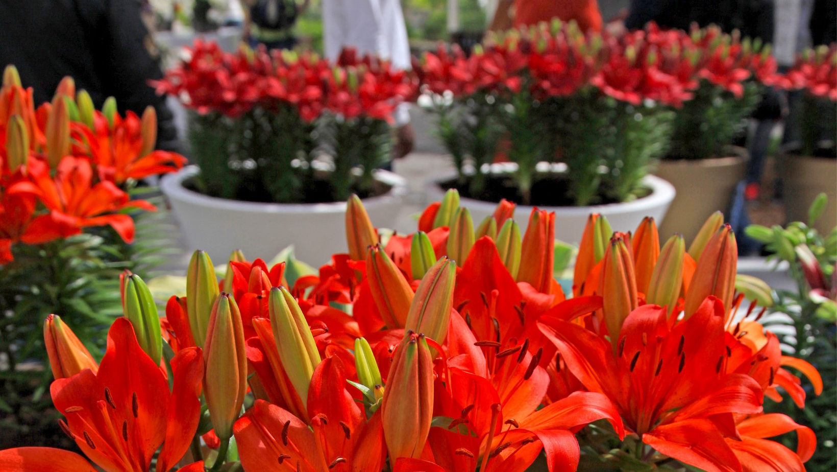 Container Spring Bulbs