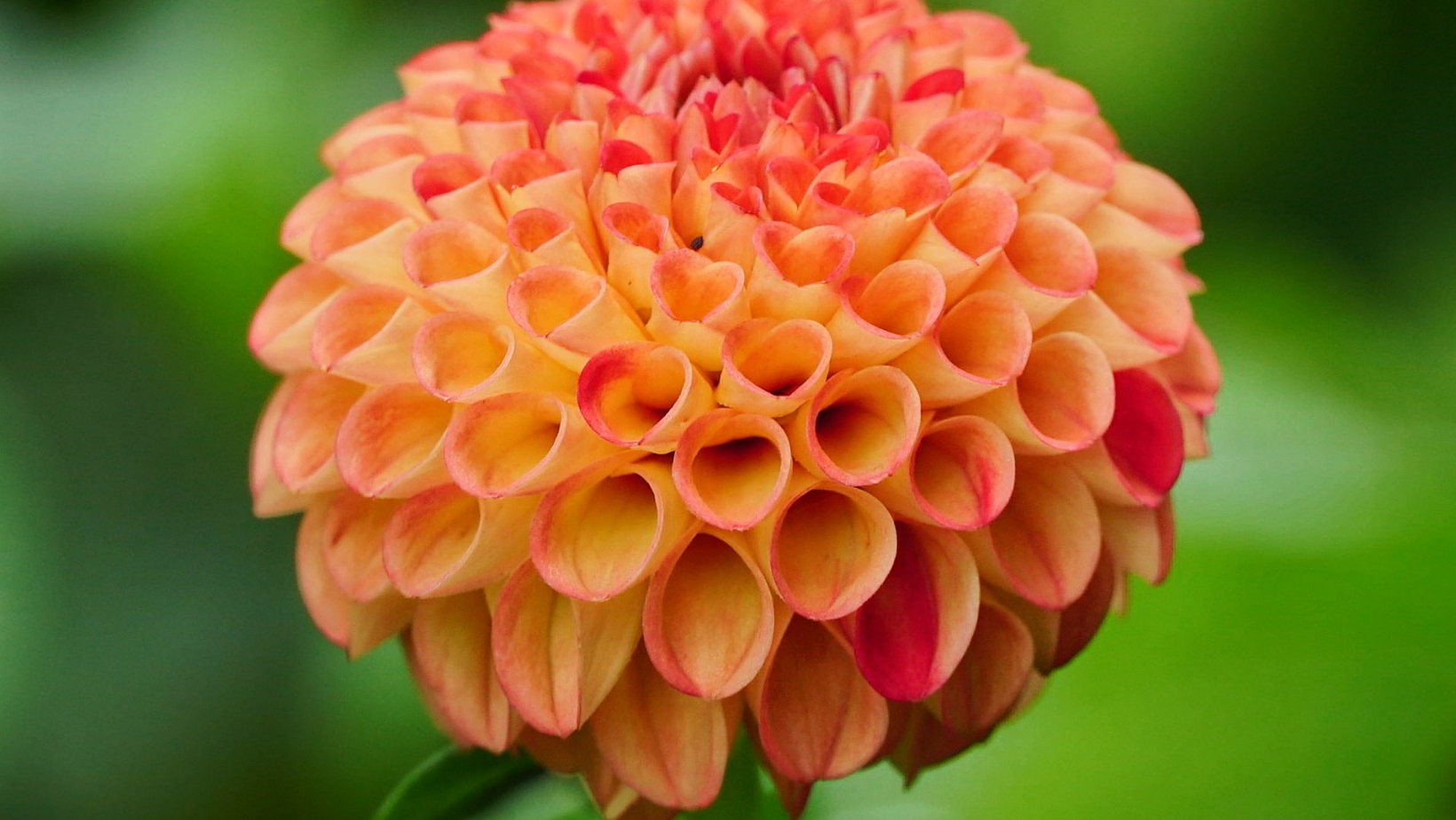 Ball Dahlias