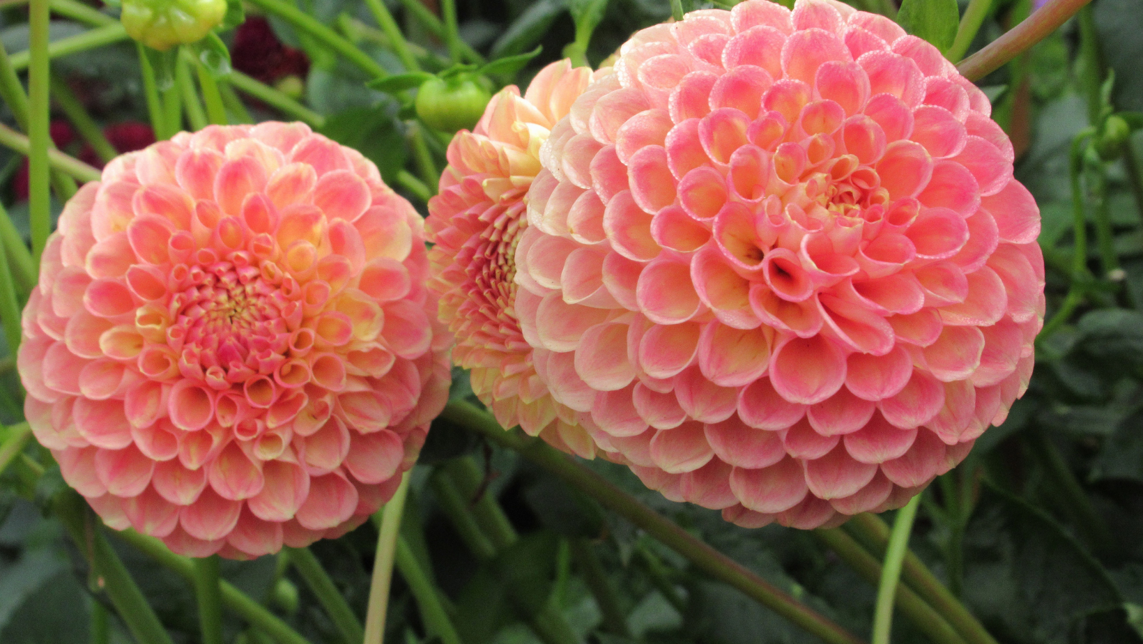 Novelty Dahlias