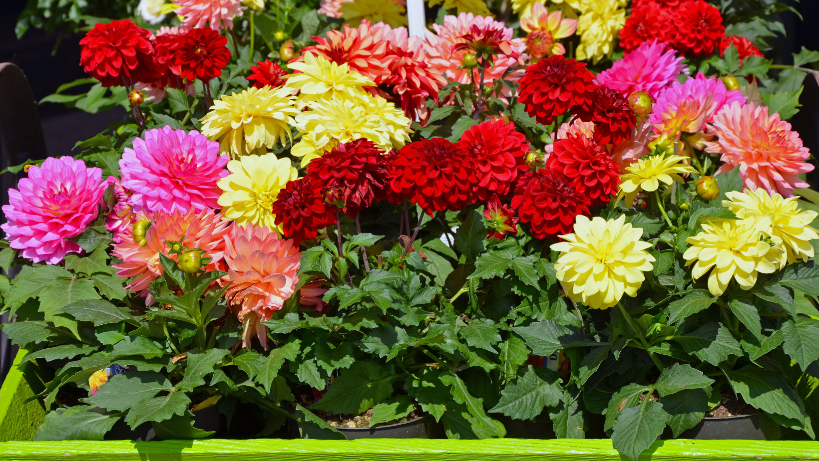 Container Dahlias