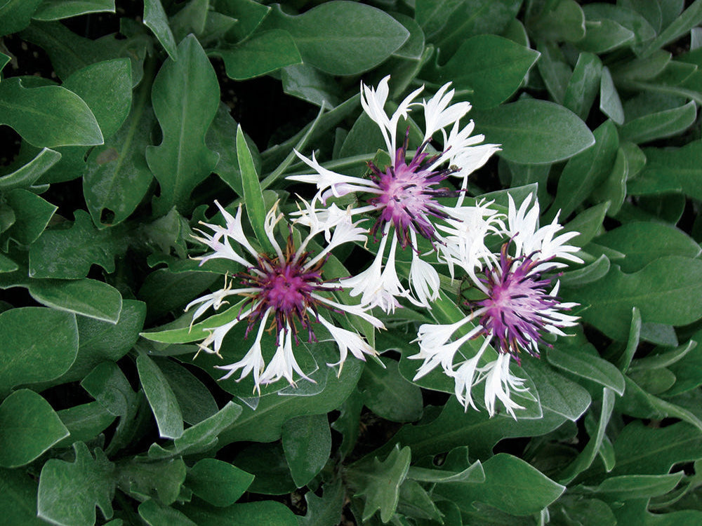 Centaurea Plants (Cornflower)