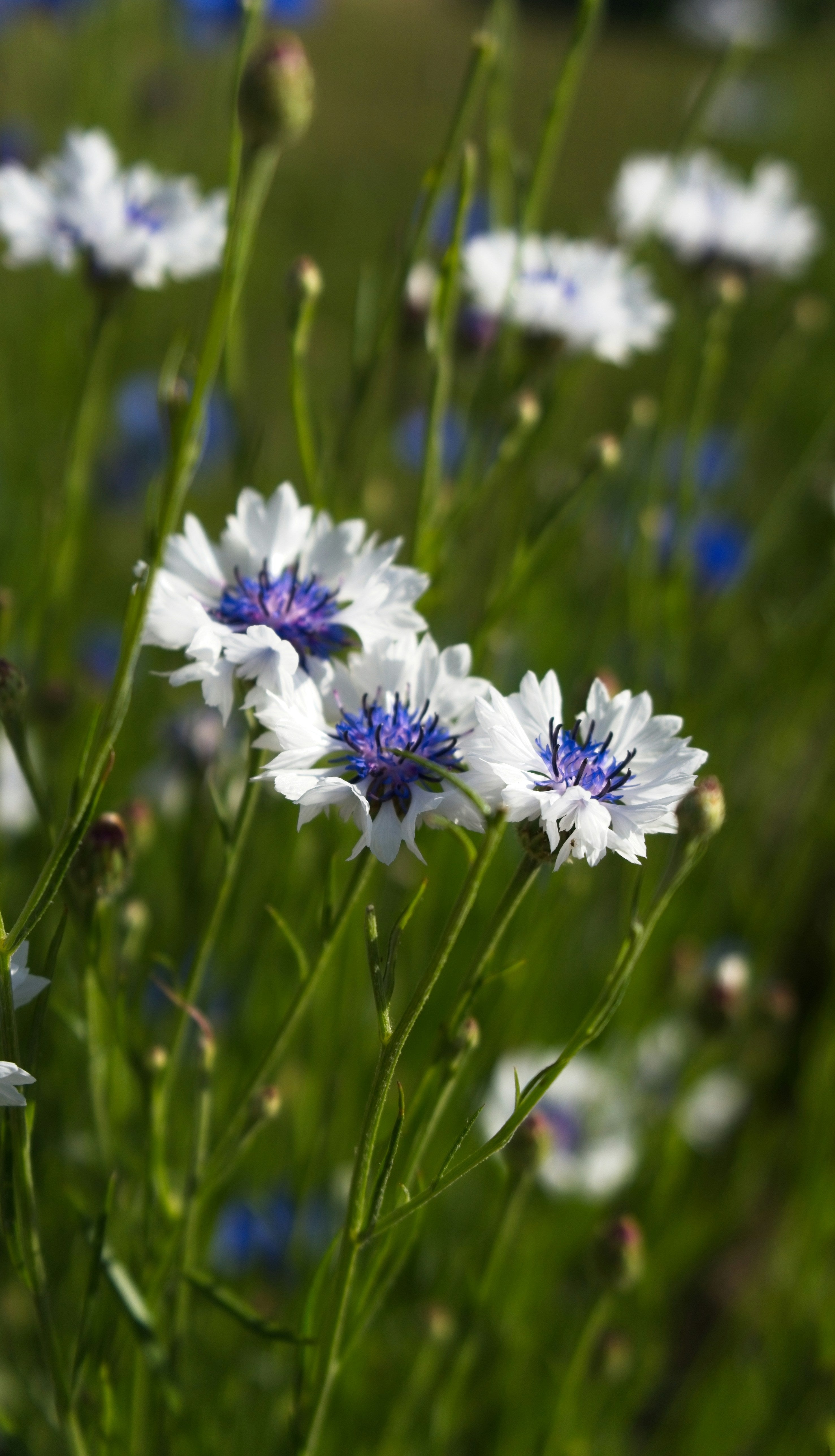 Centaurea Plants (Cornflower)