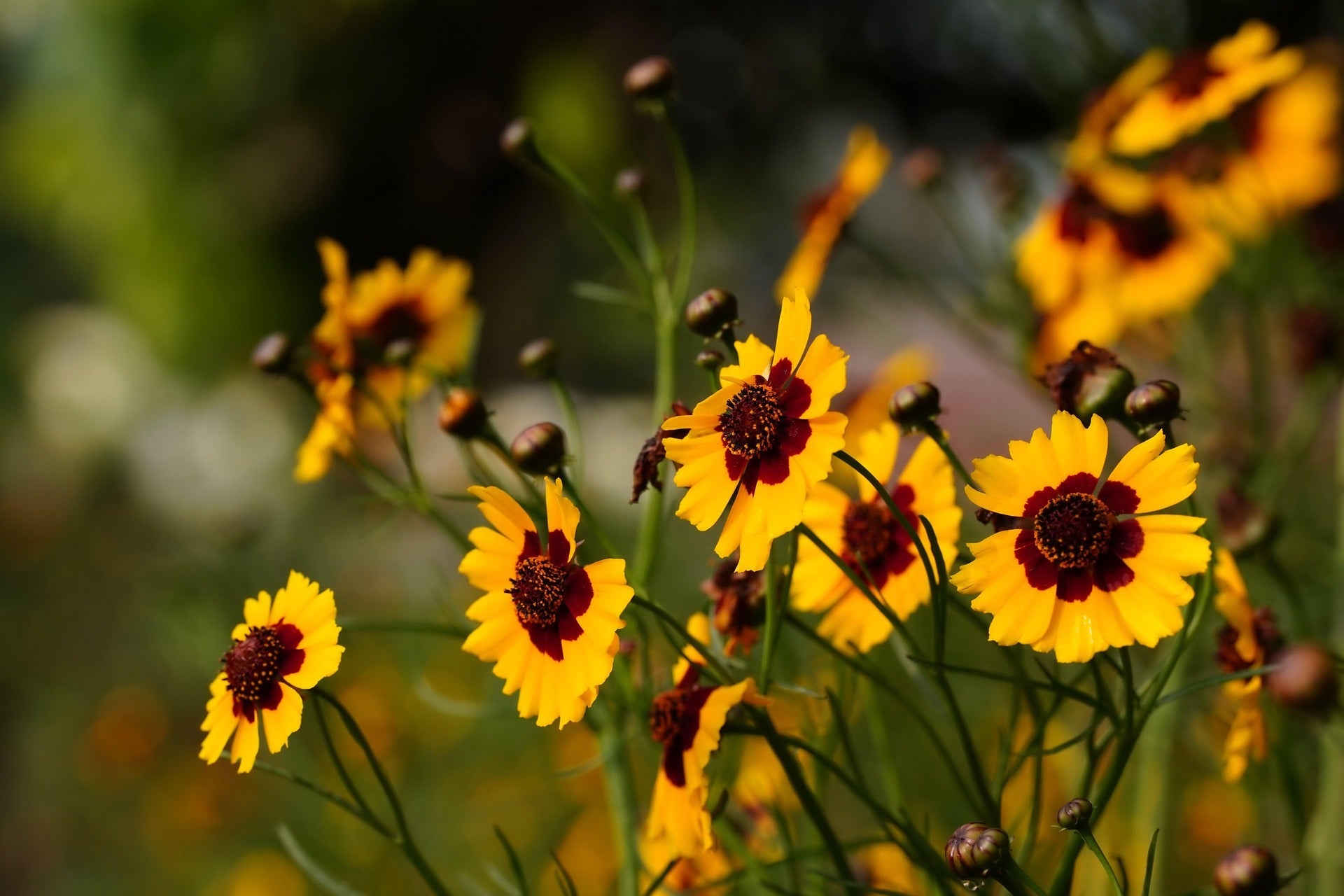 Coreopsis Plants