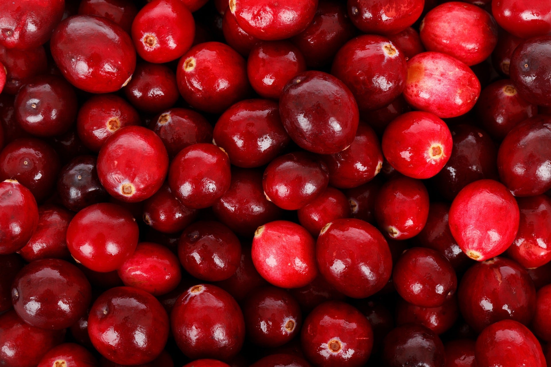 Cranberry Plants