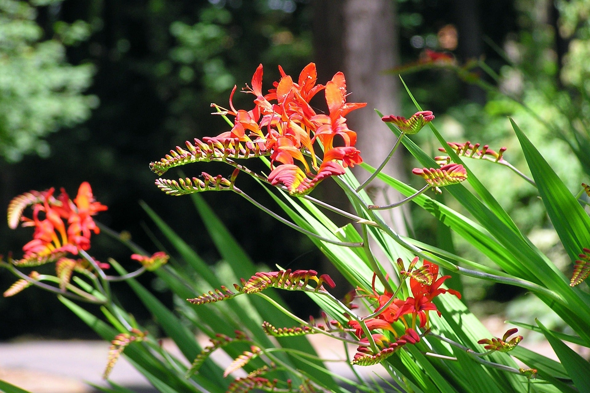 Crocosmia Corms