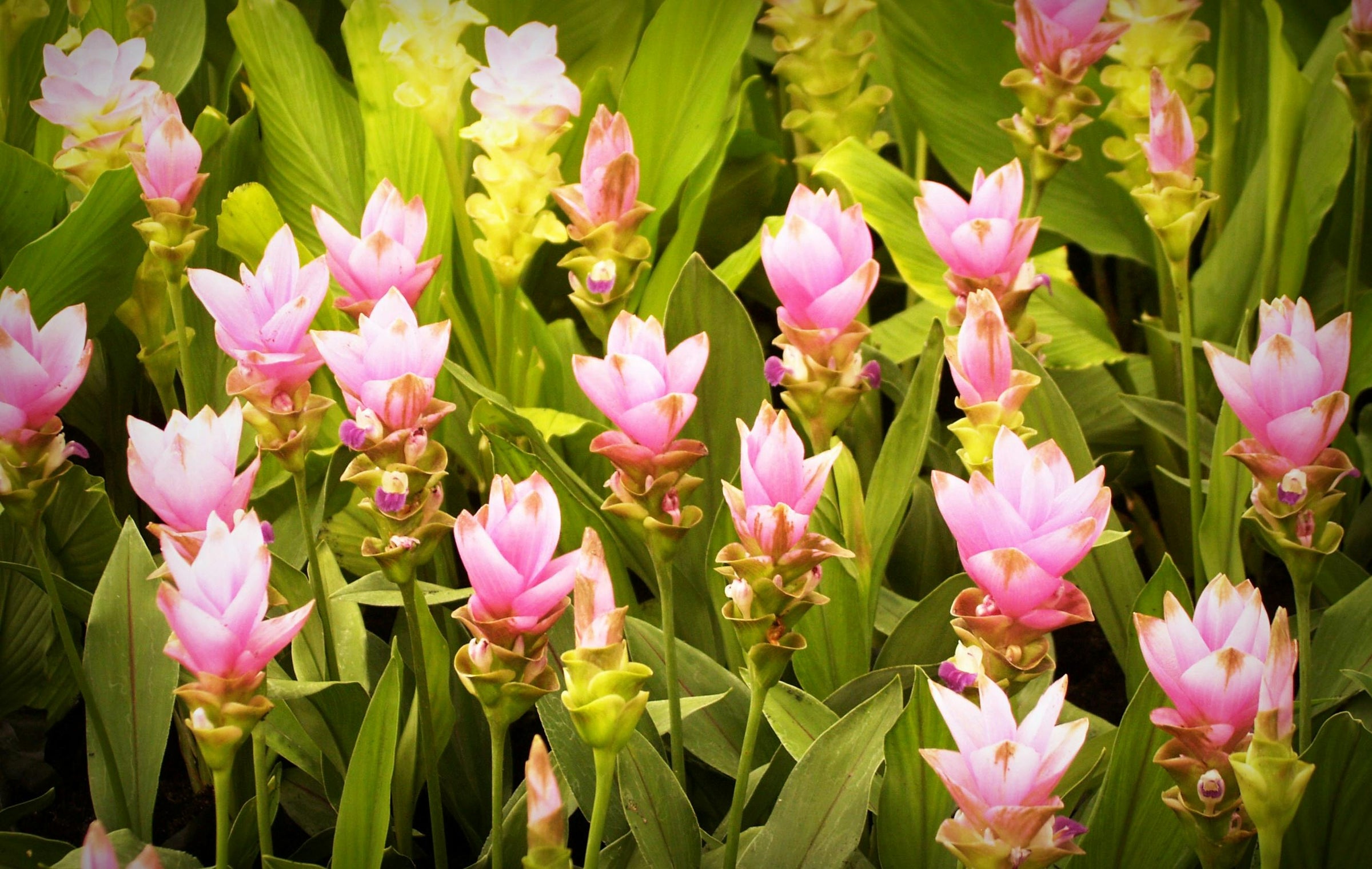 Curcuma (Siam Tulip)