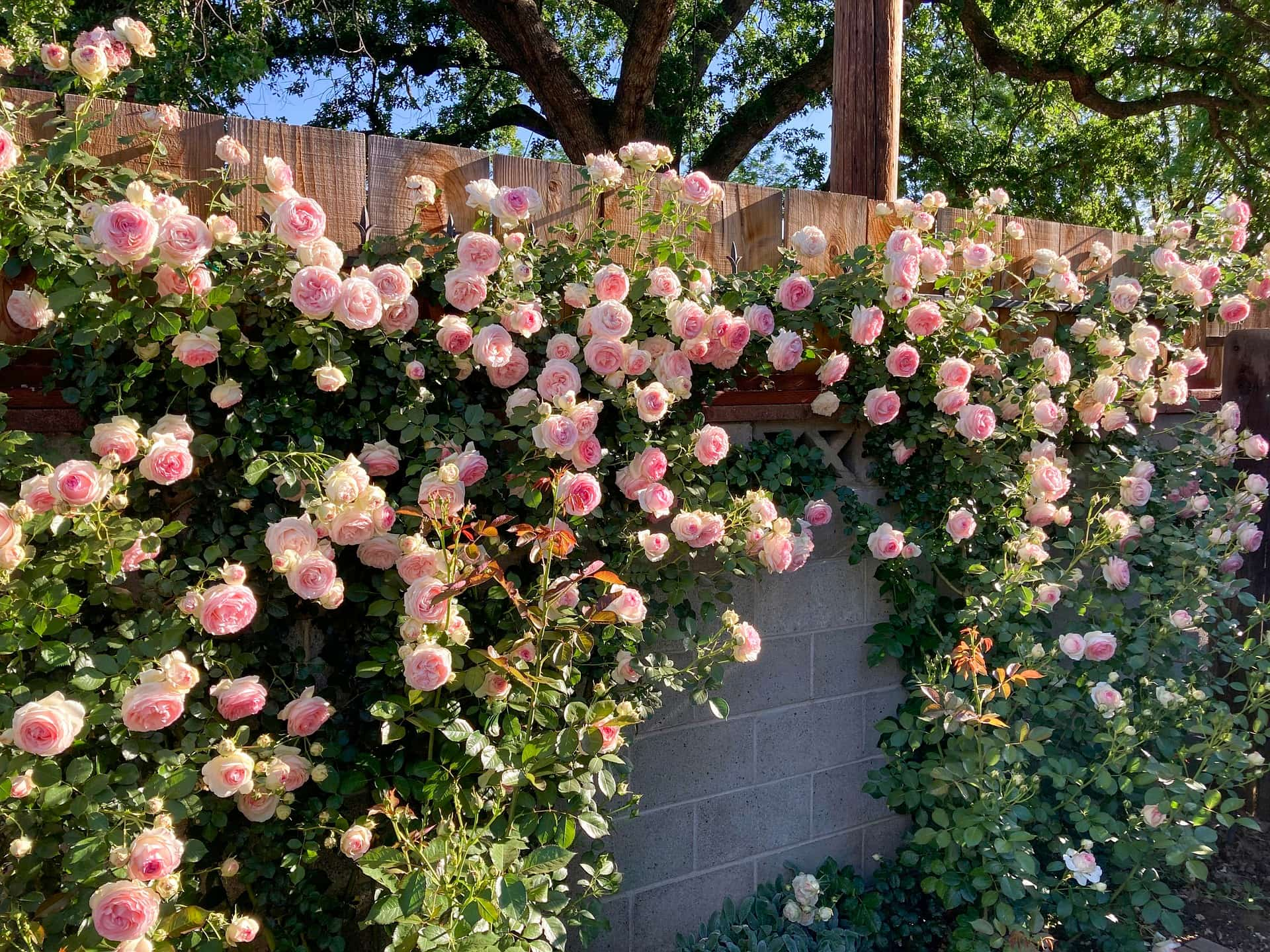 Climbing Roses