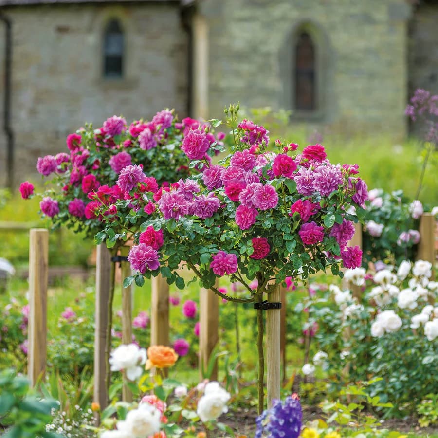 Standard Tree Roses | Elegant & Stunning Garden Displays – Wildwood ...