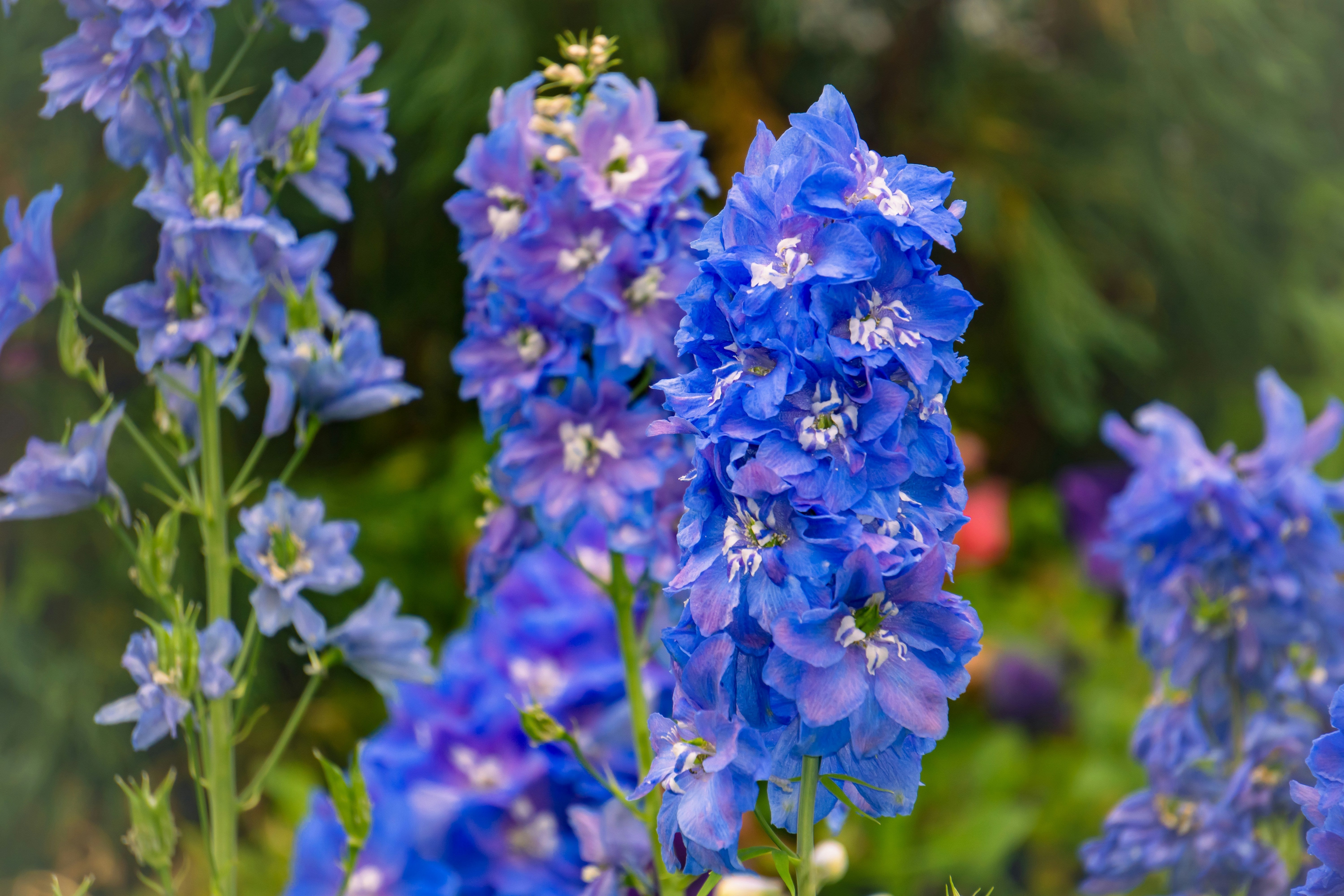 Delphinium Plants | Largest Selection in Canada | Wildwood Express