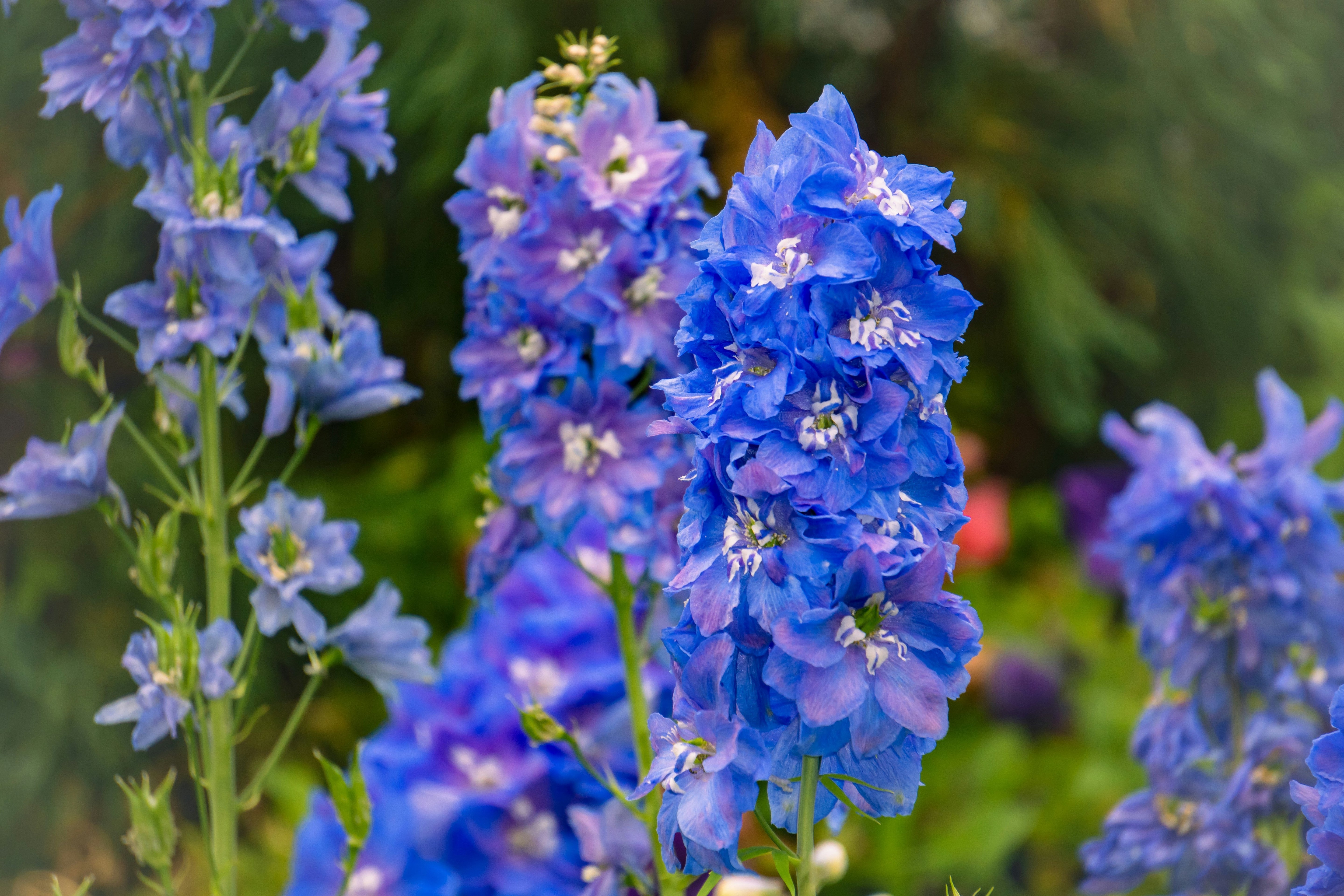 Delphinium Plants