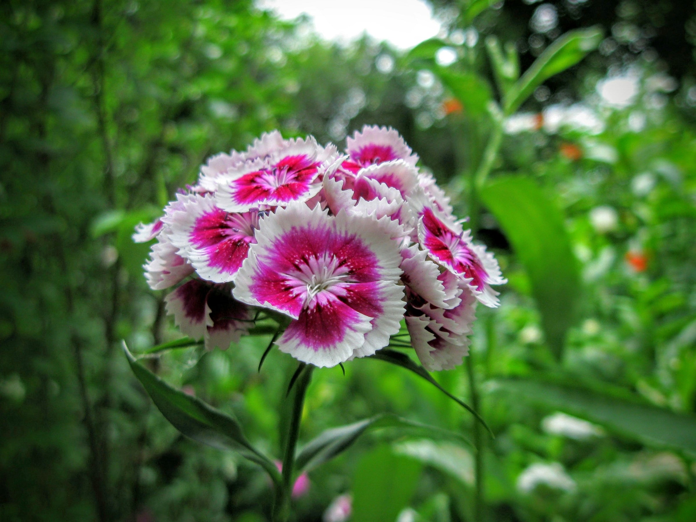 Dianthus Plants