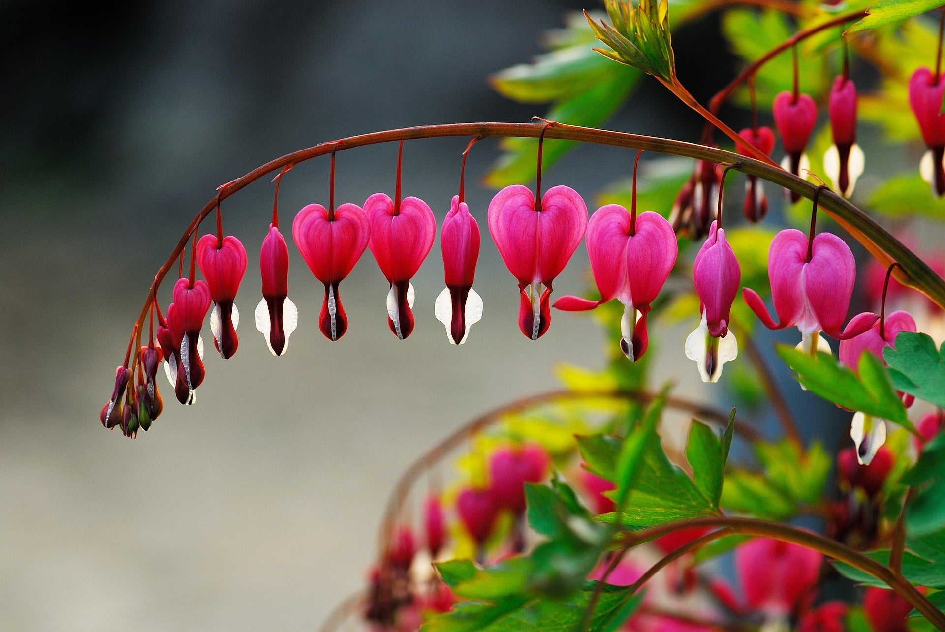 Bleeding Heart Plants