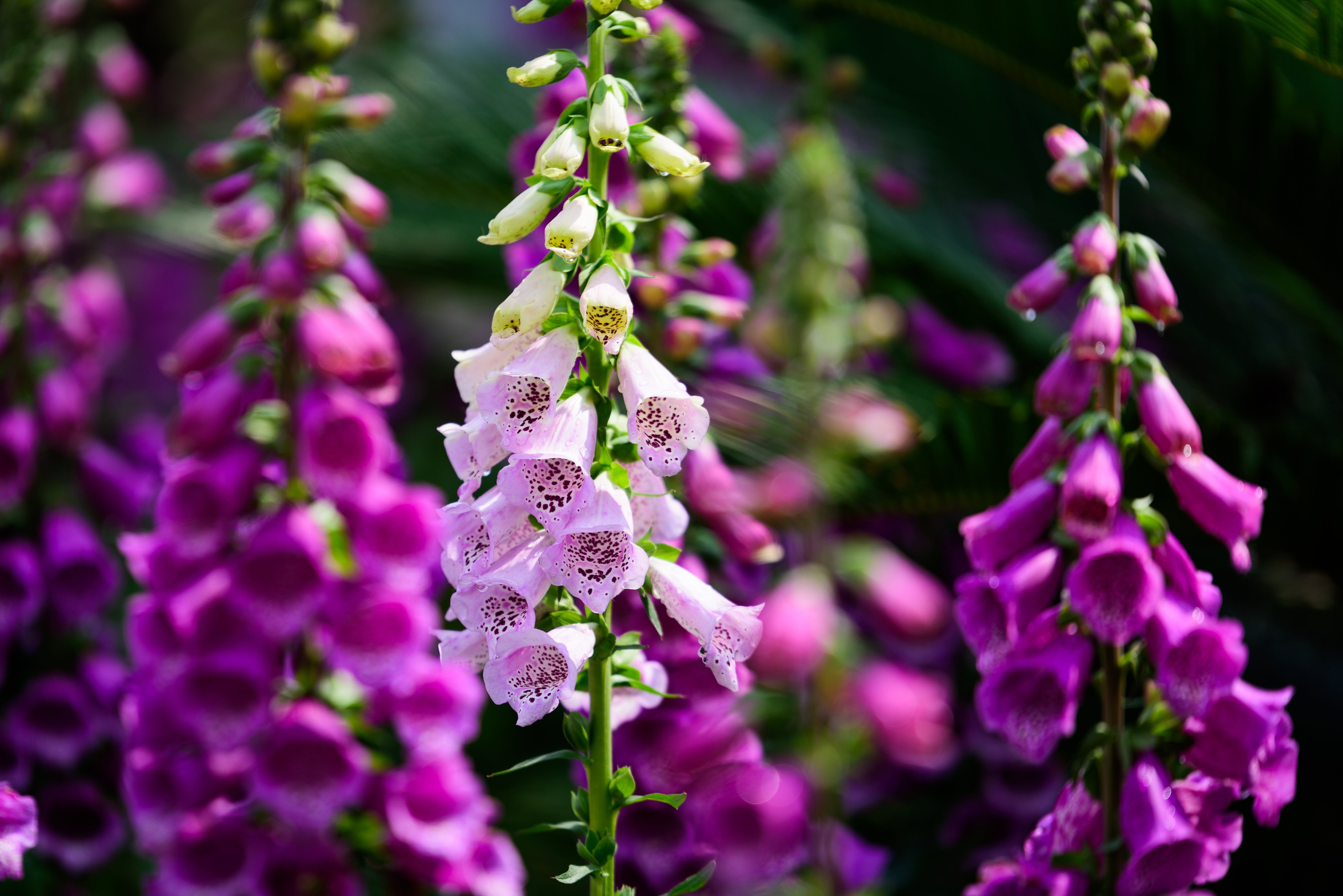 Foxglove Plants