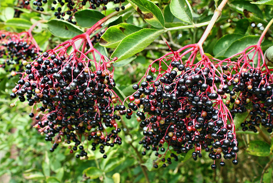 Elderberry Plants