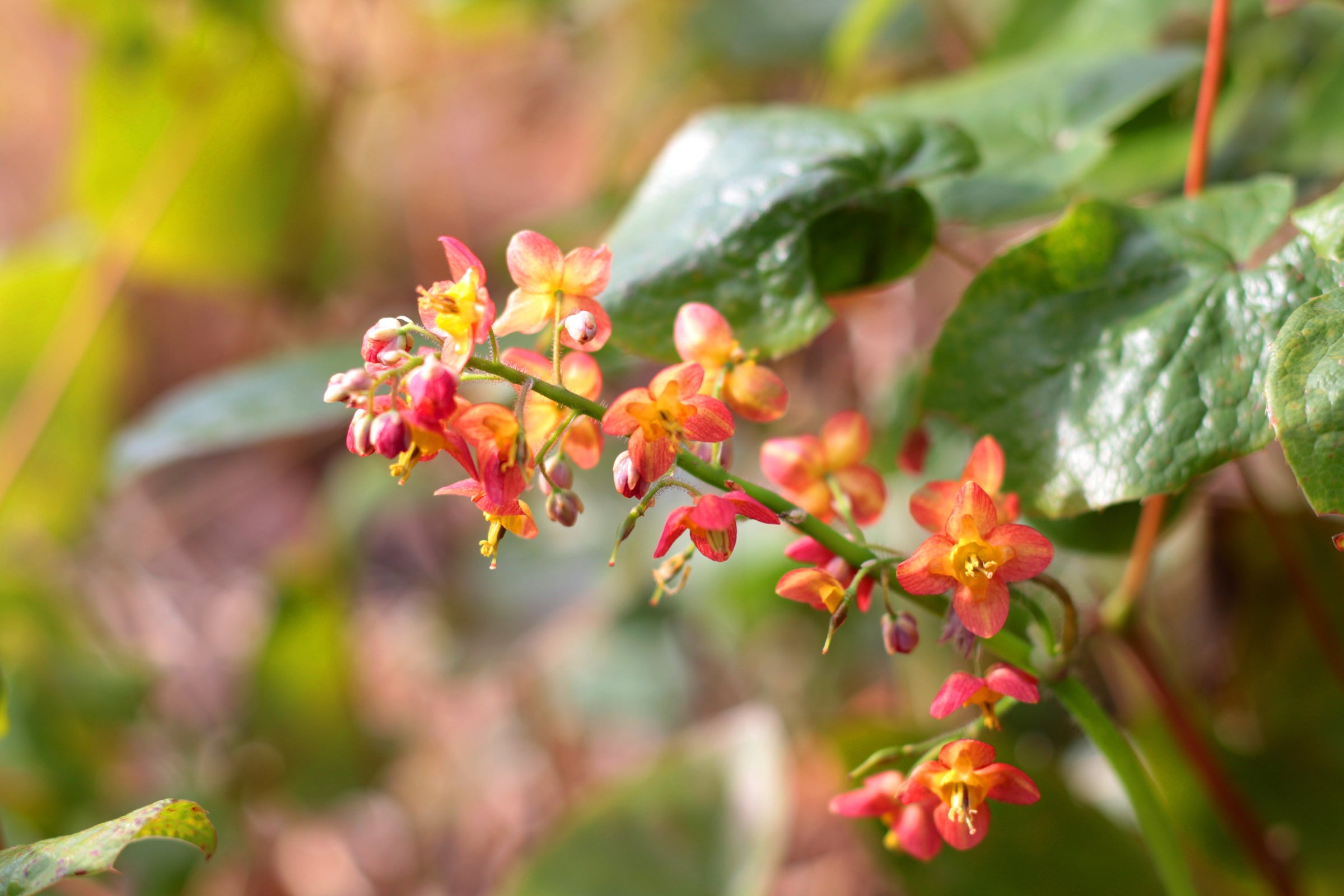 Epimedium Plants