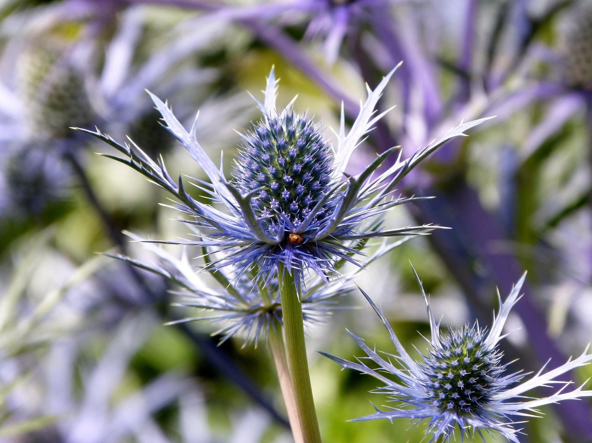 Sea Holly Plants