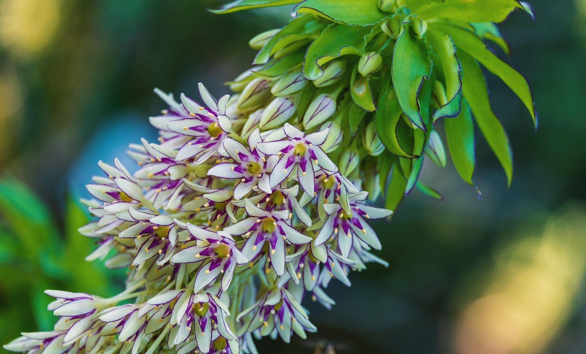 Eucomis