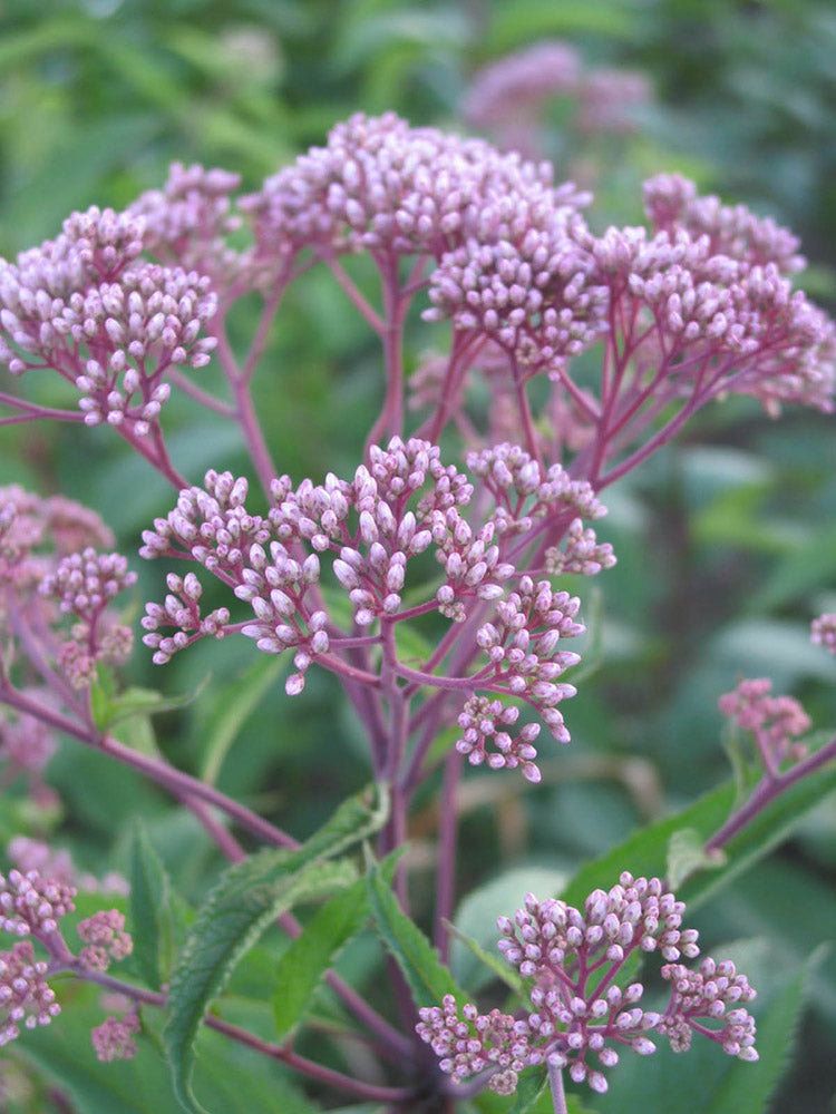 Eupatorium Plants