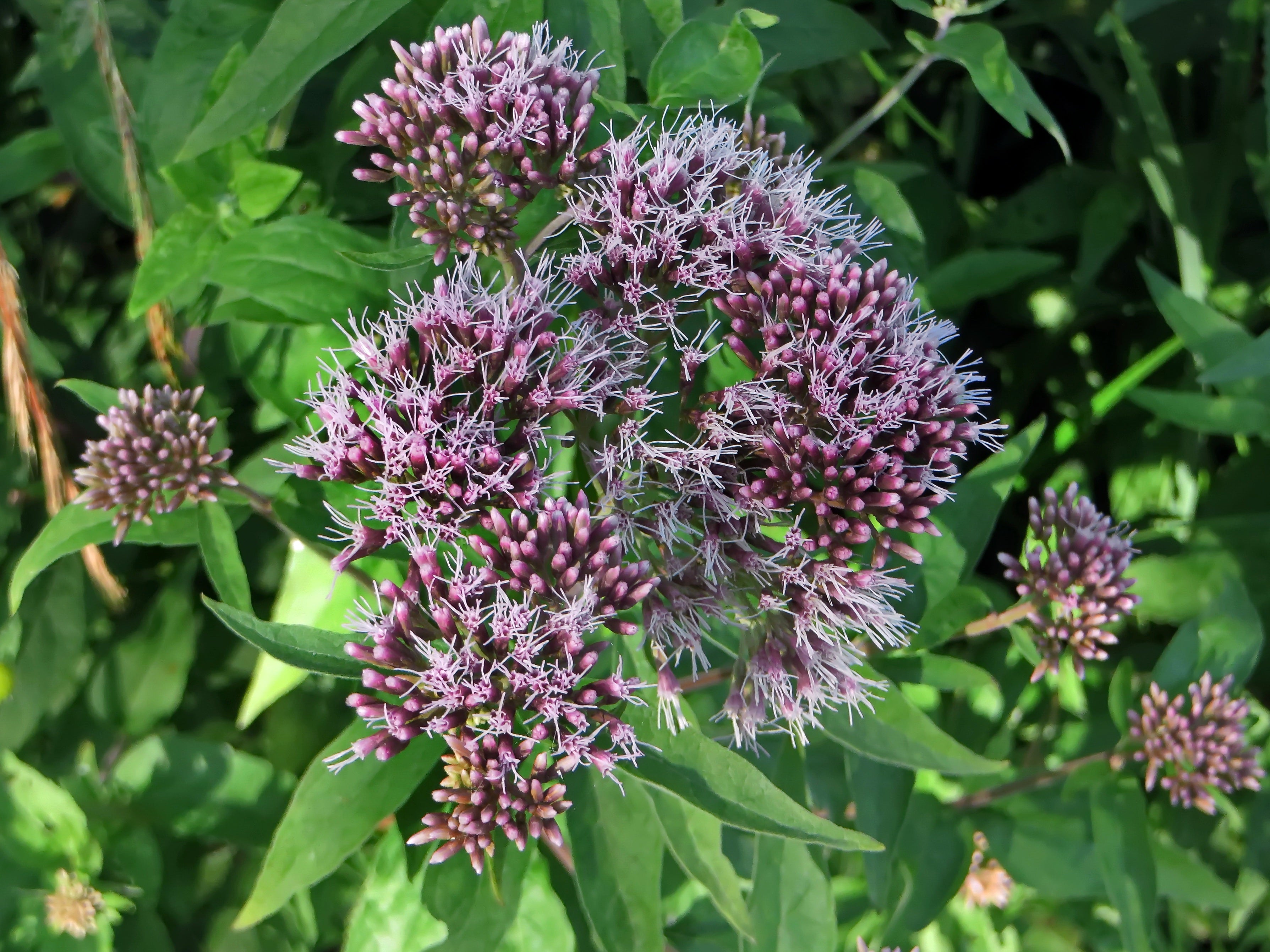 Eupatorium Plants