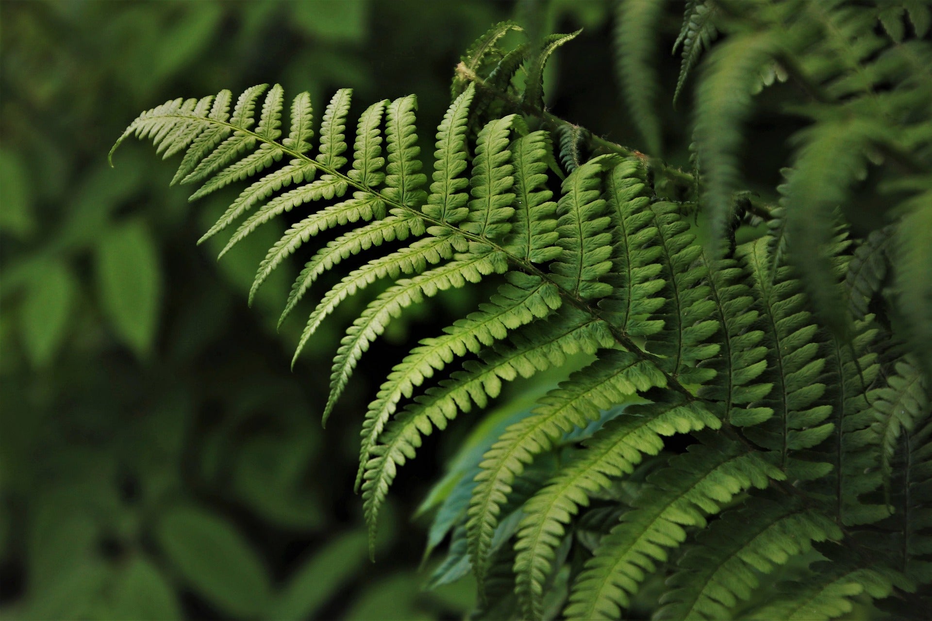 Fern Plants