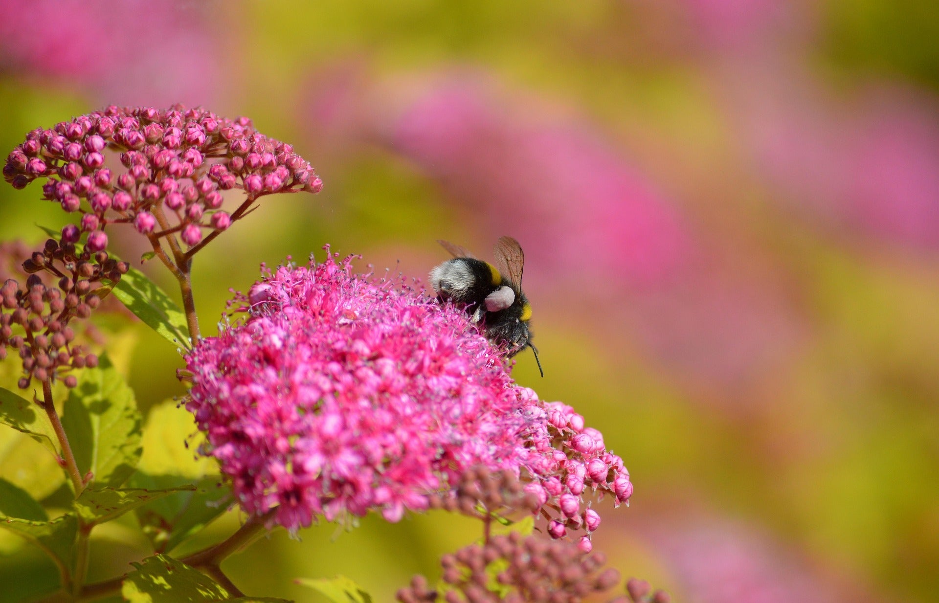 Meadowsweet Plants