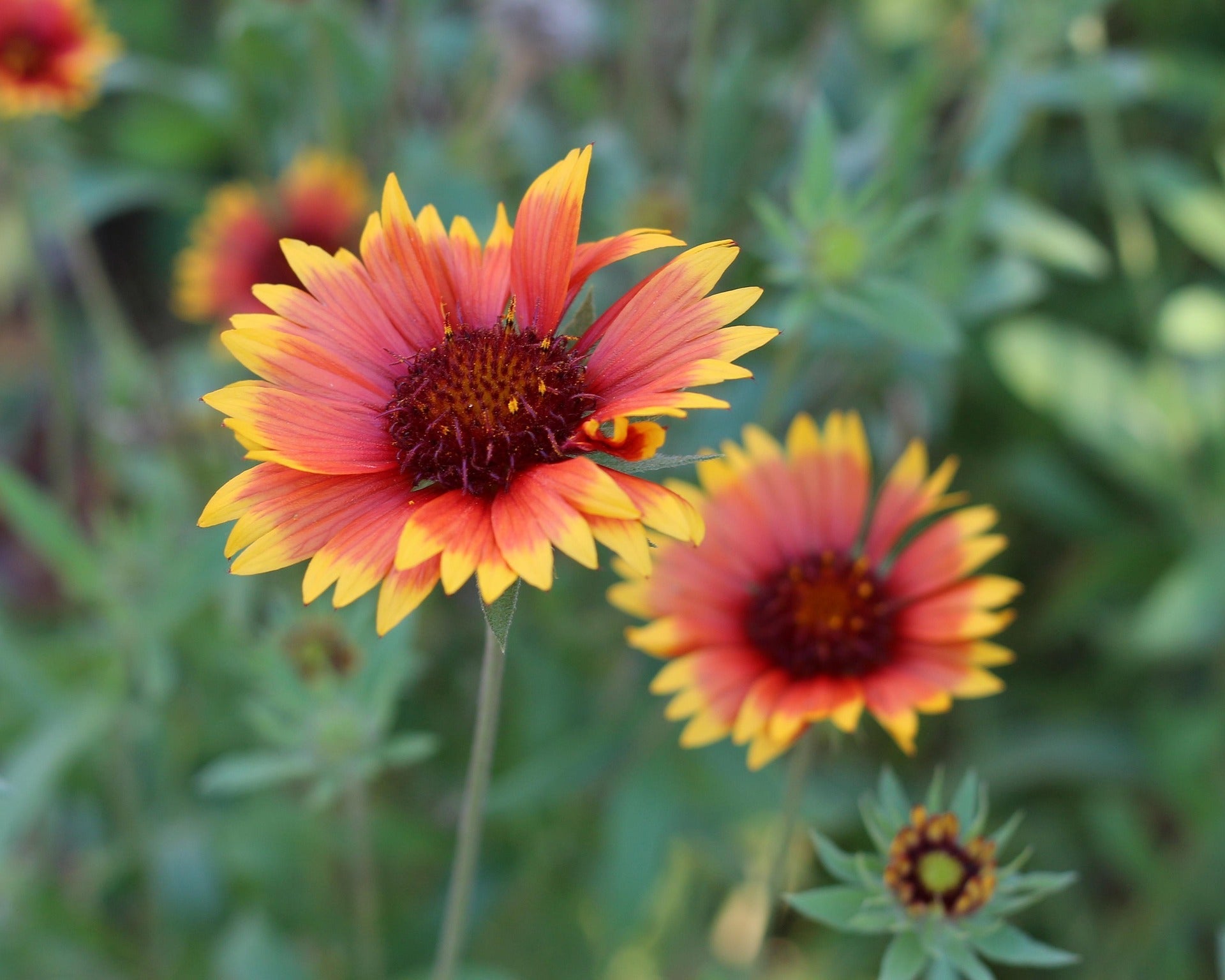 Blanket Flower Plants