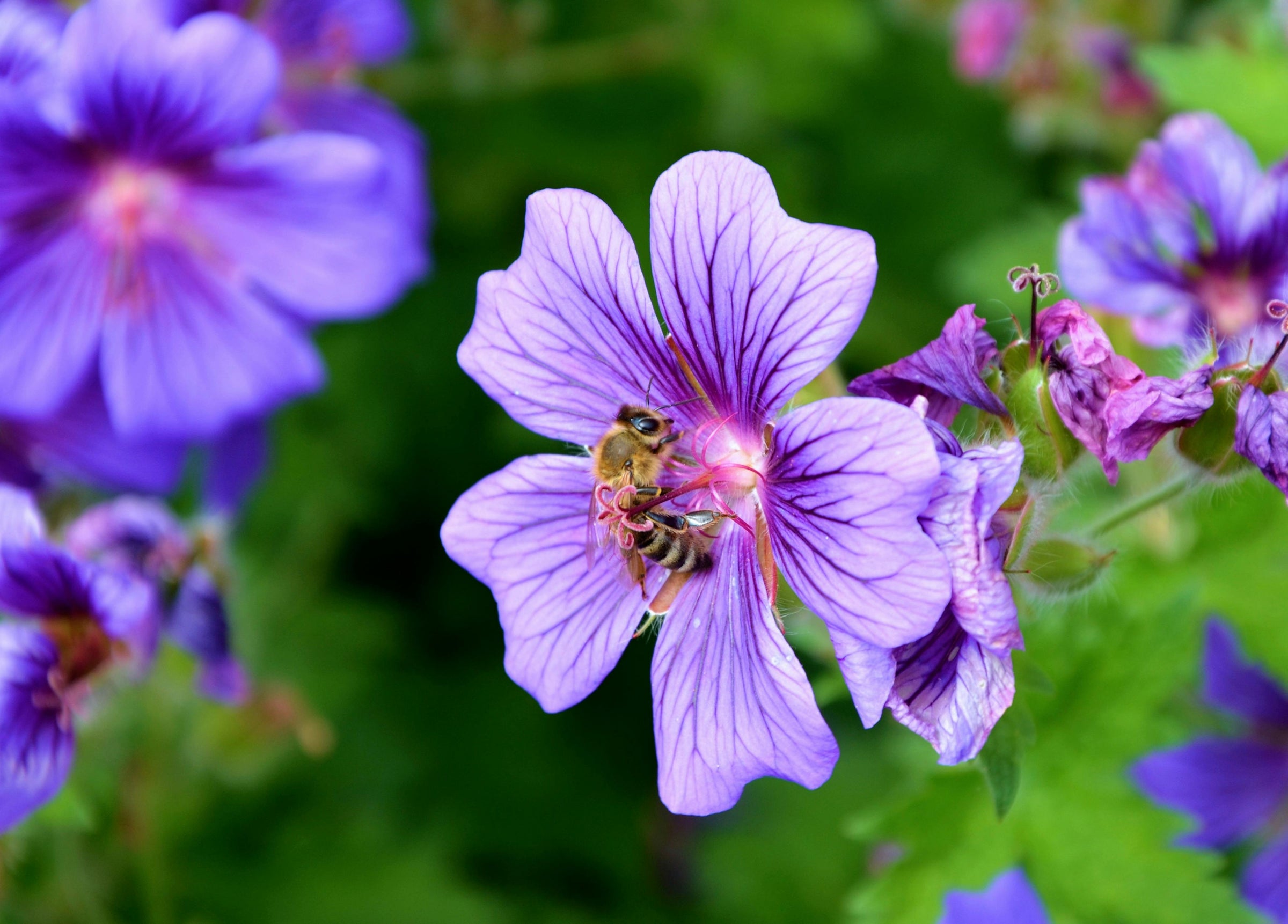 Geranium Plants