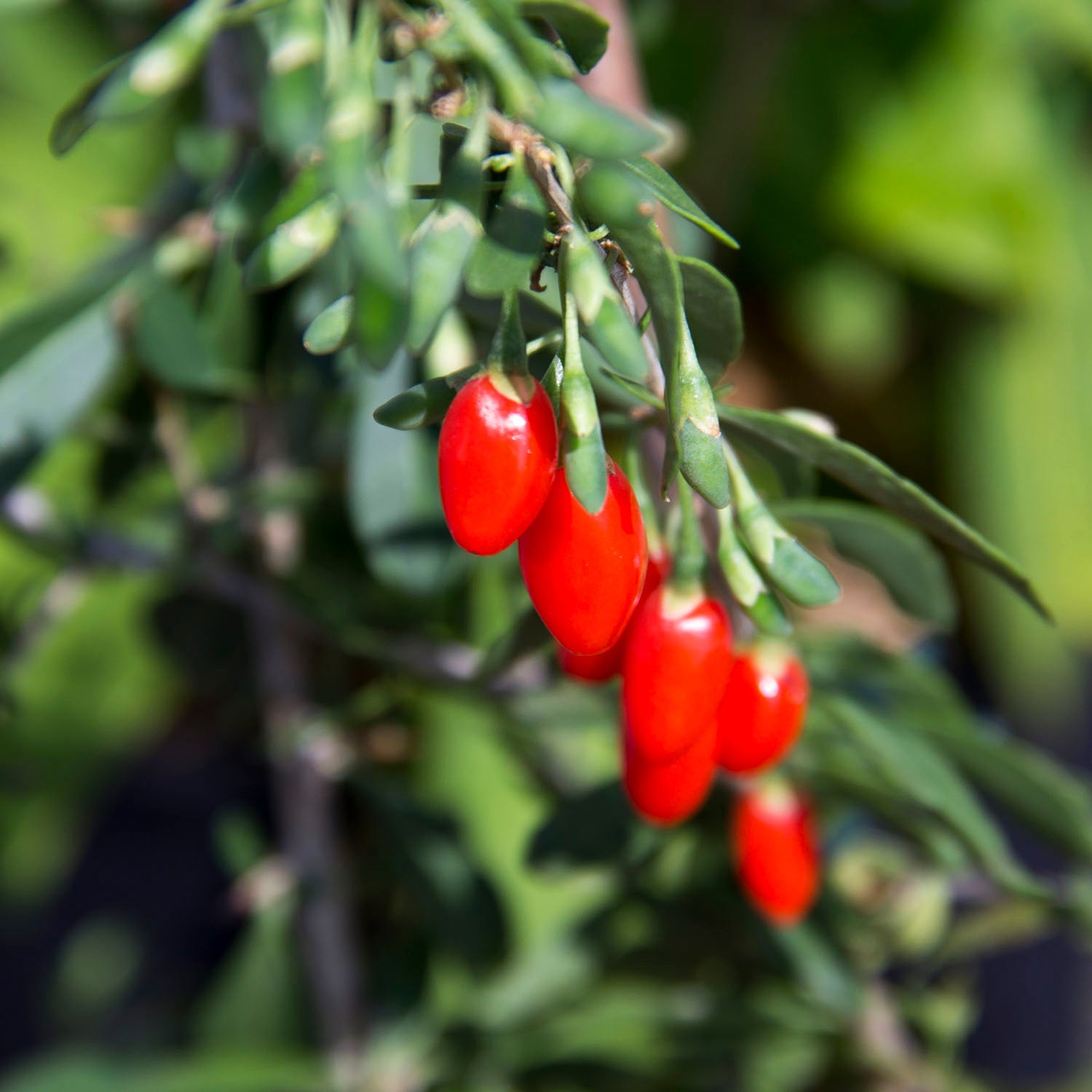 Goji Berry Plants