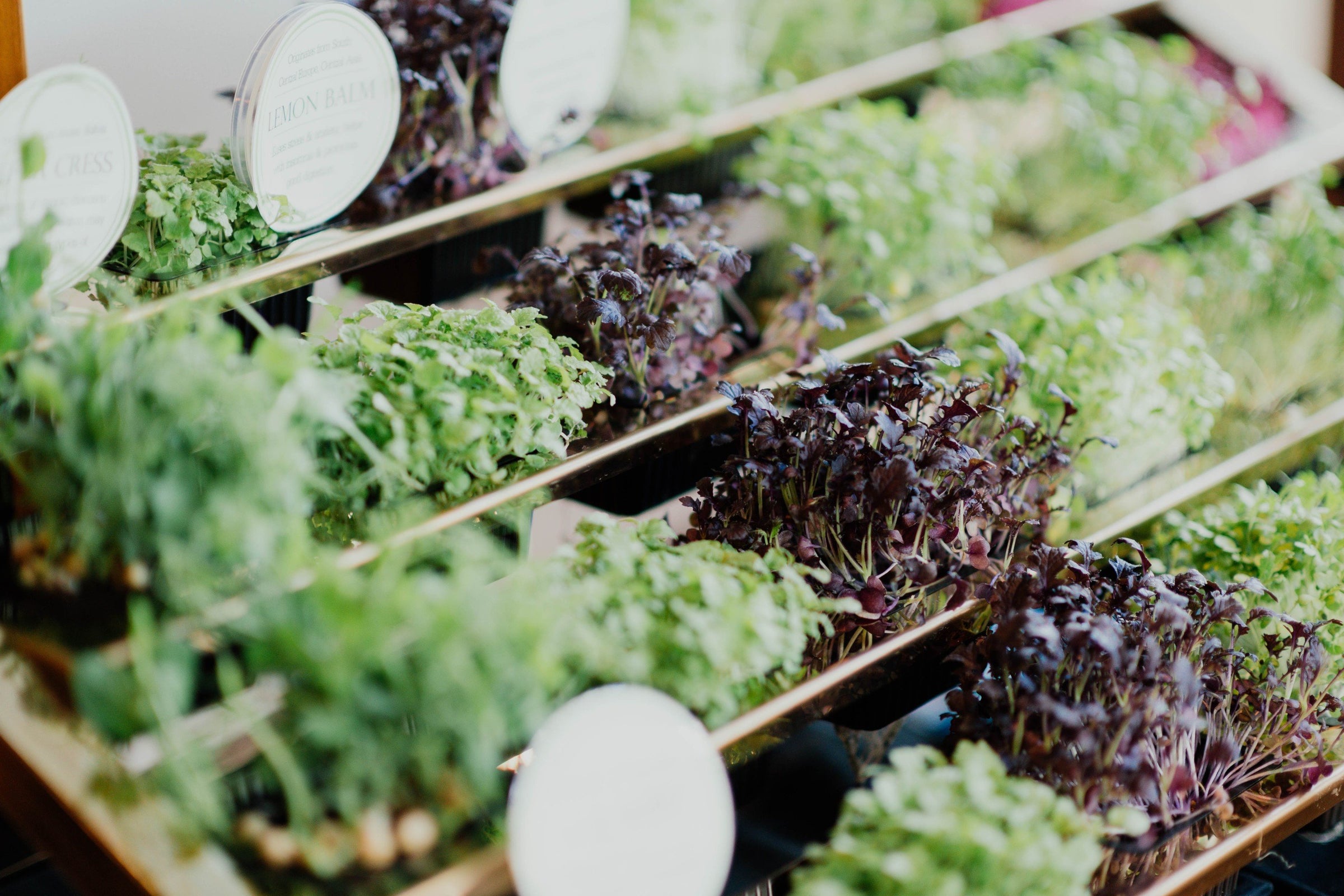 Herbs in a display