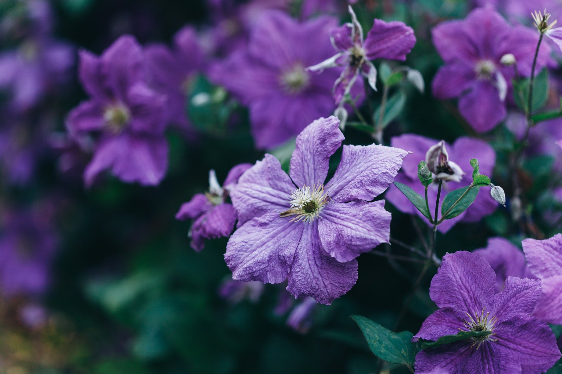 Clematis