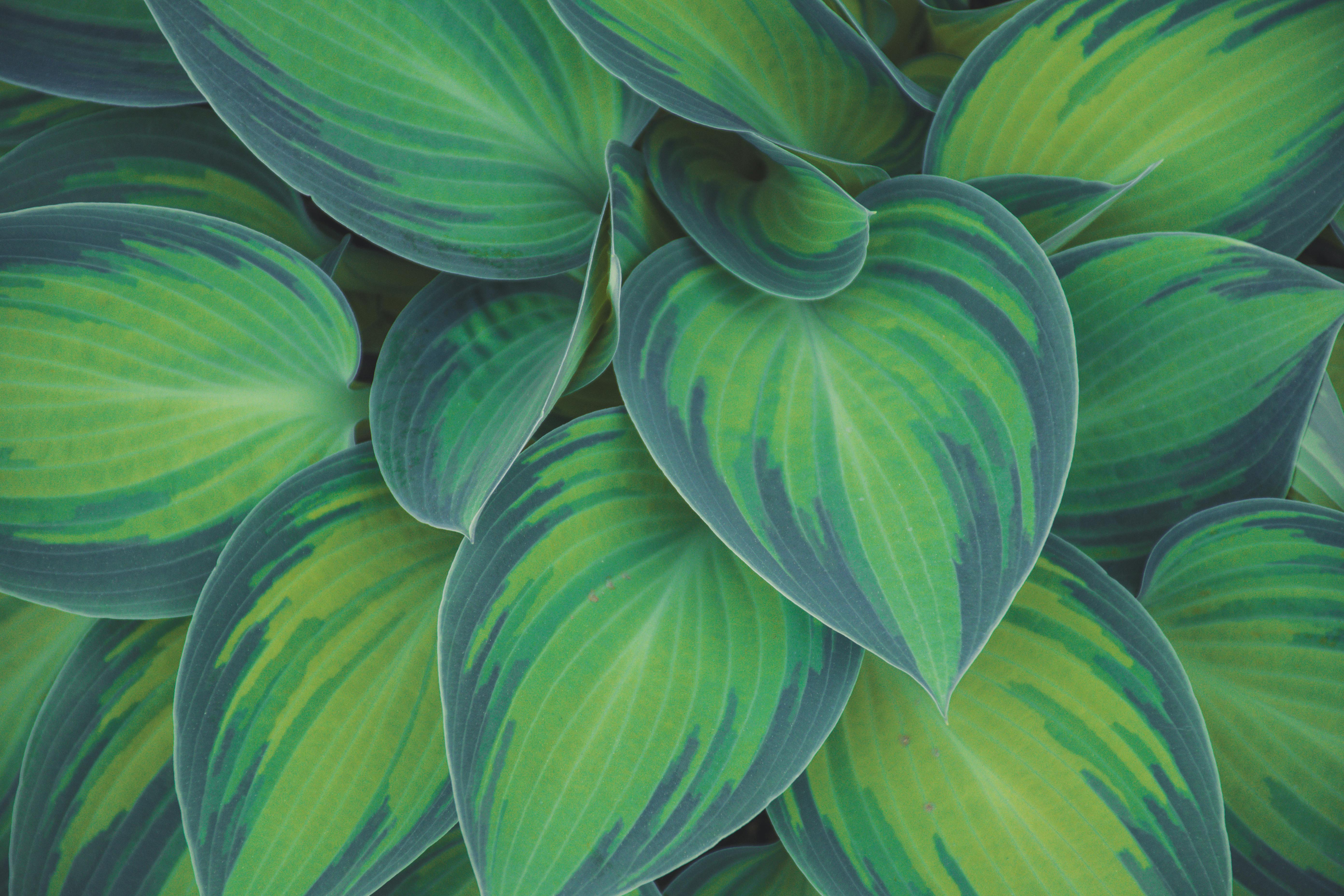 Hosta Plants