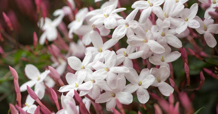 Jasmine Vines