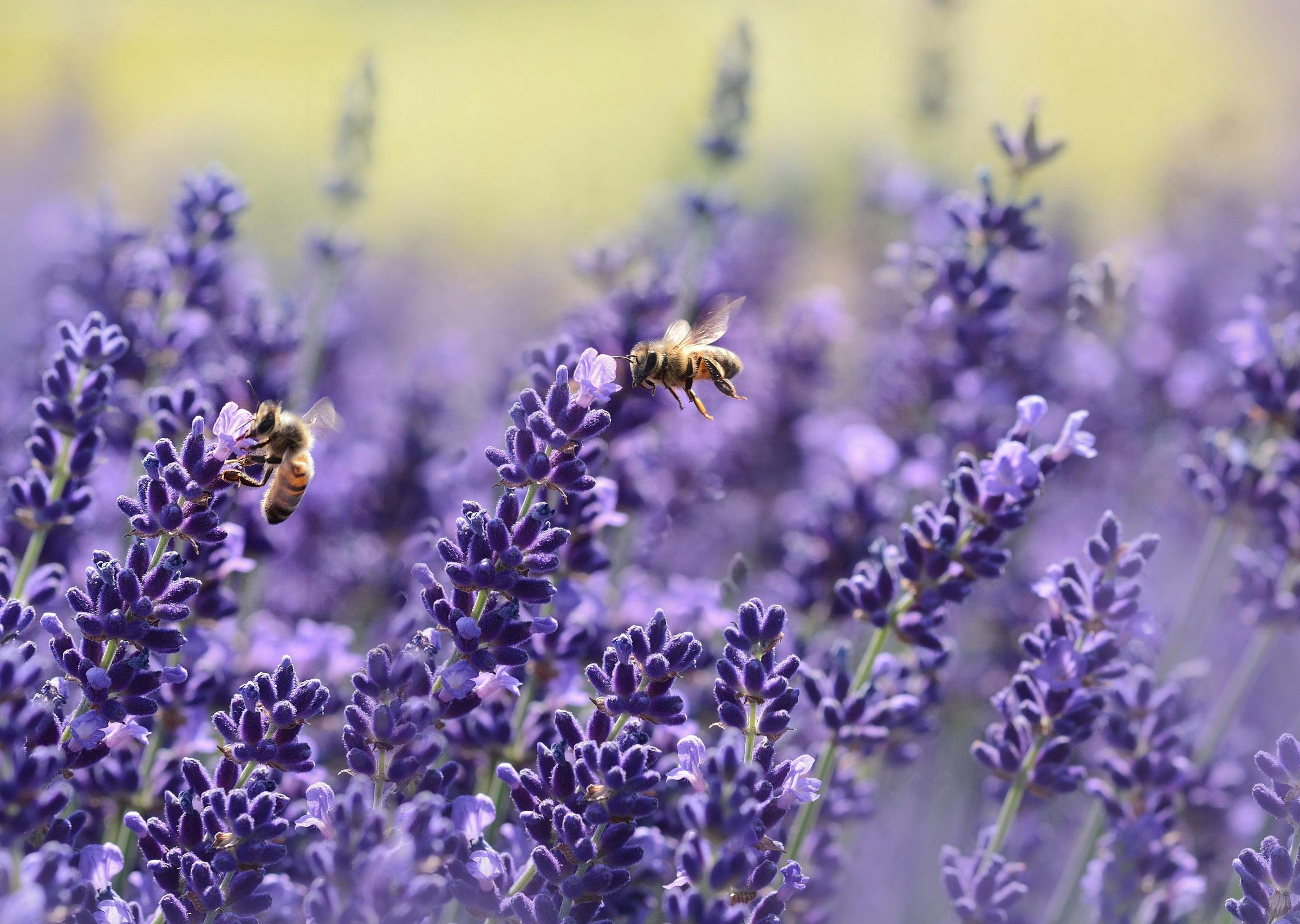 Lavender Plants