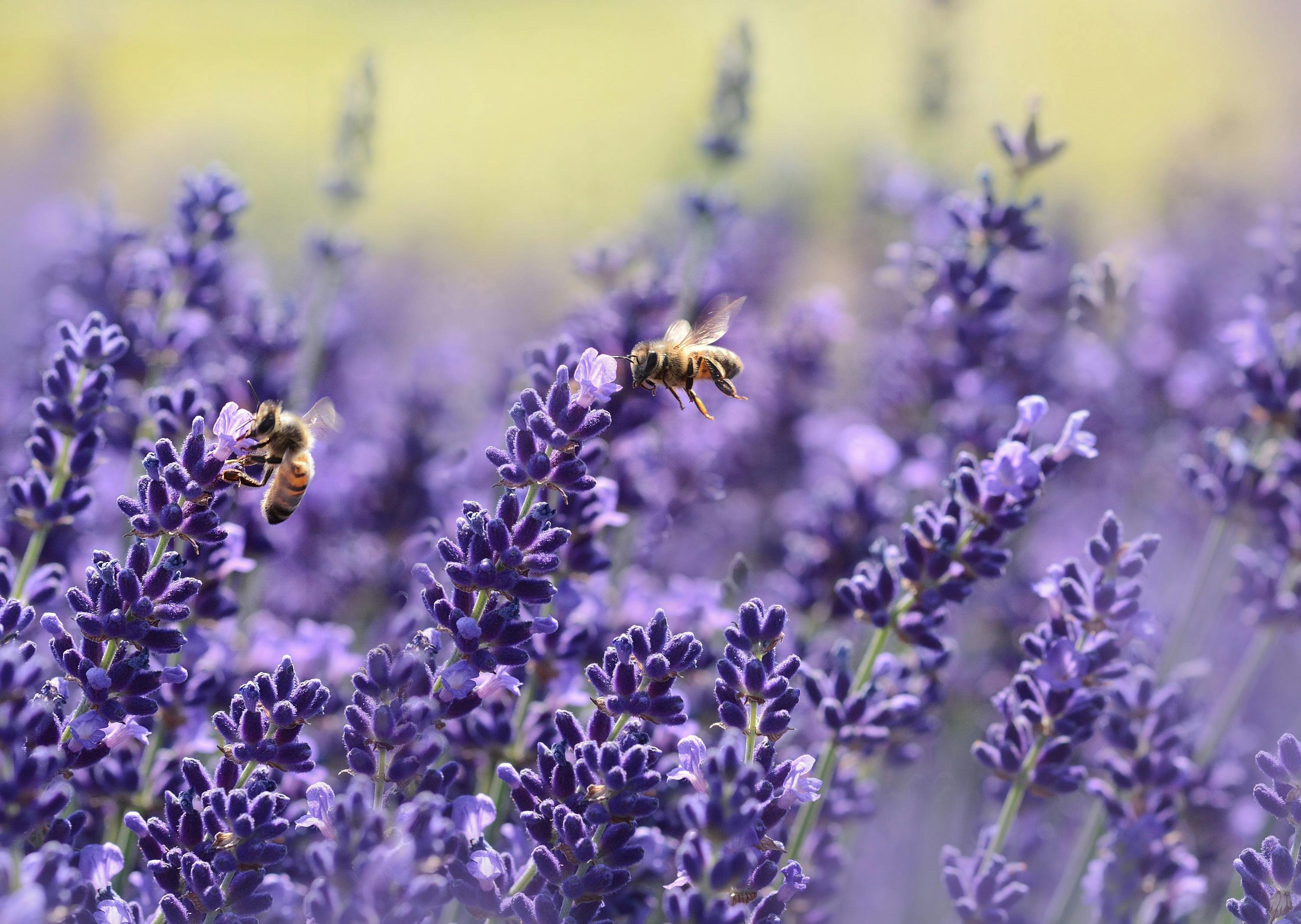 Lavender Plants