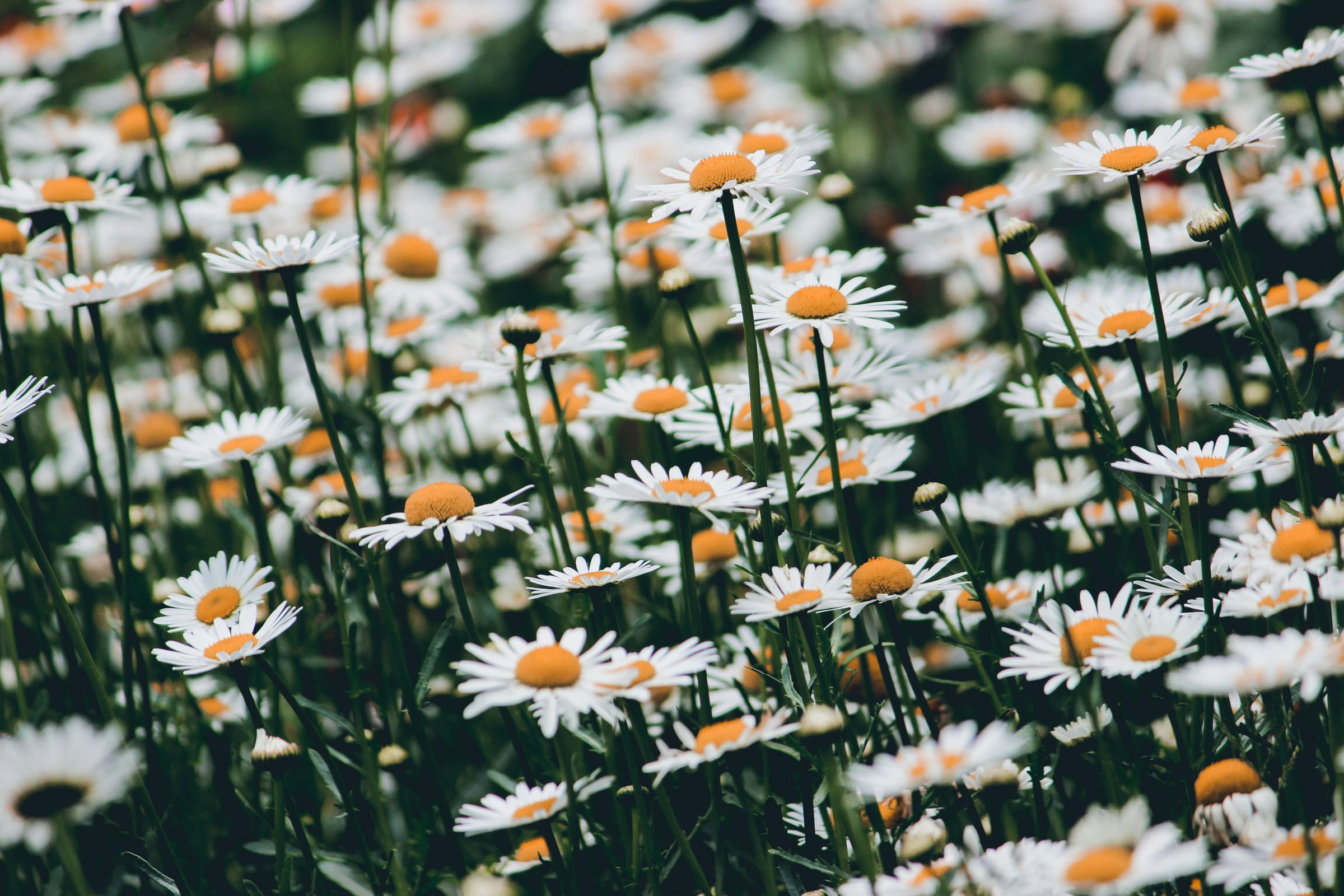 Daisy Plants