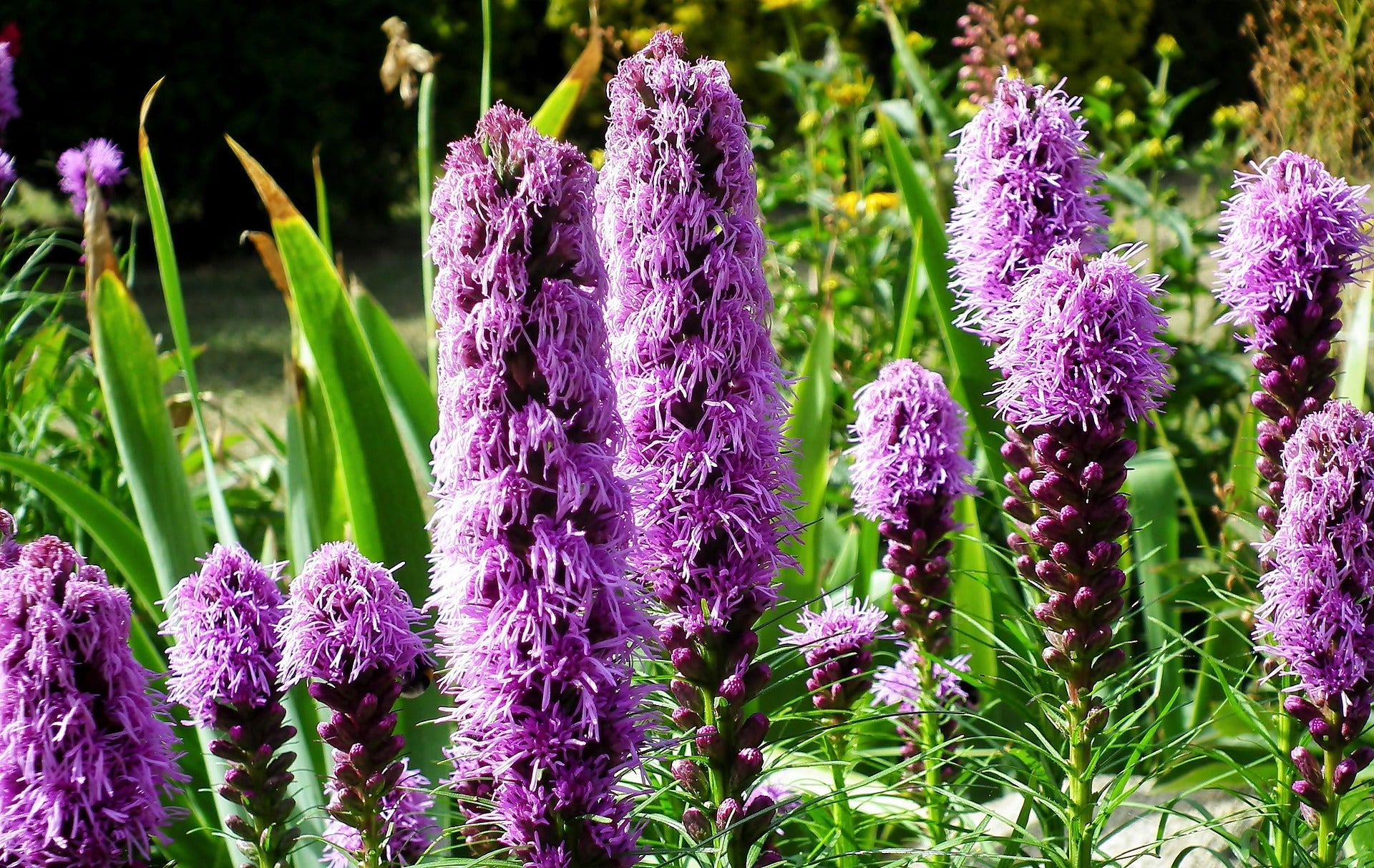Blazing Star Plants